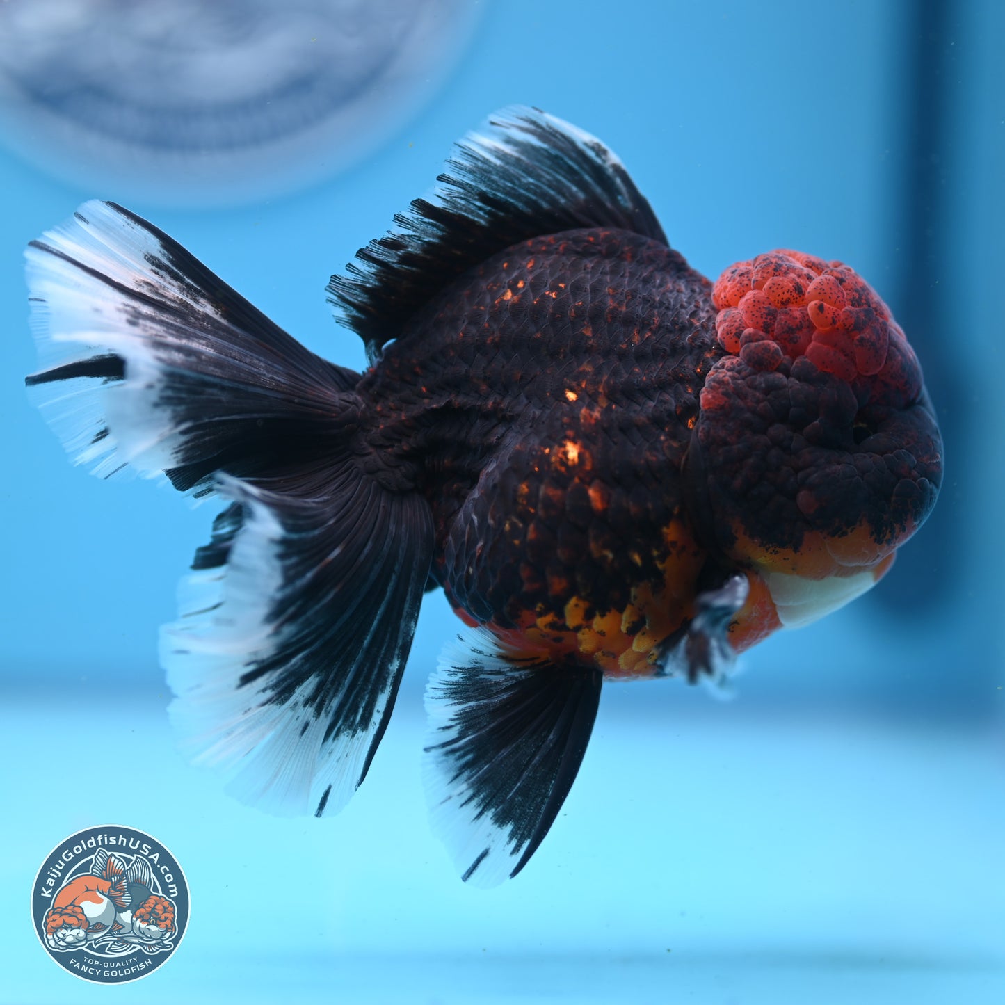 Red Kirin Rose Tail Oranda 4-5.5 inches (240913_OR27) - Kaiju Goldfish USA