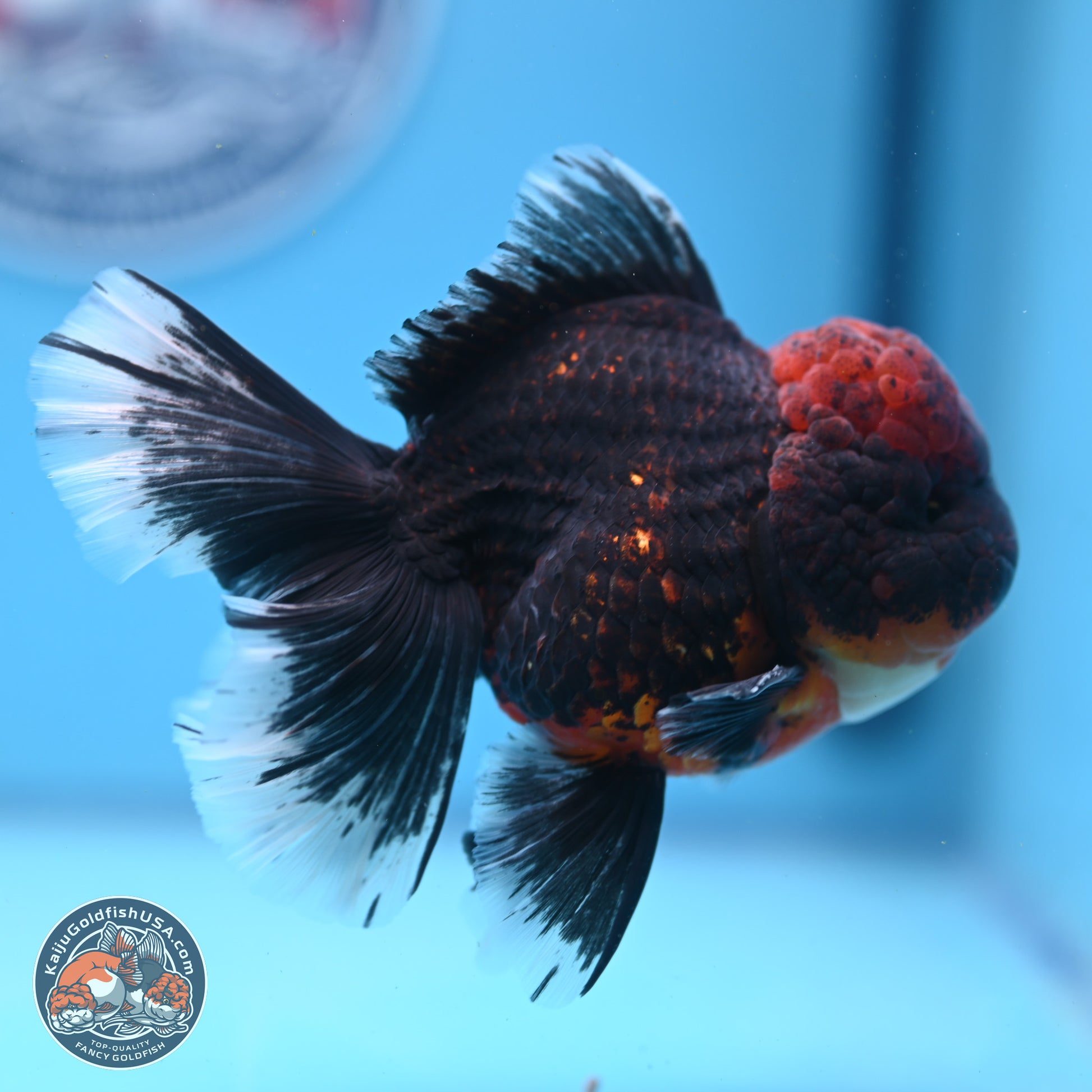 Red Kirin Rose Tail Oranda 4-5.5 inches (240913_OR27) - Kaiju Goldfish USA