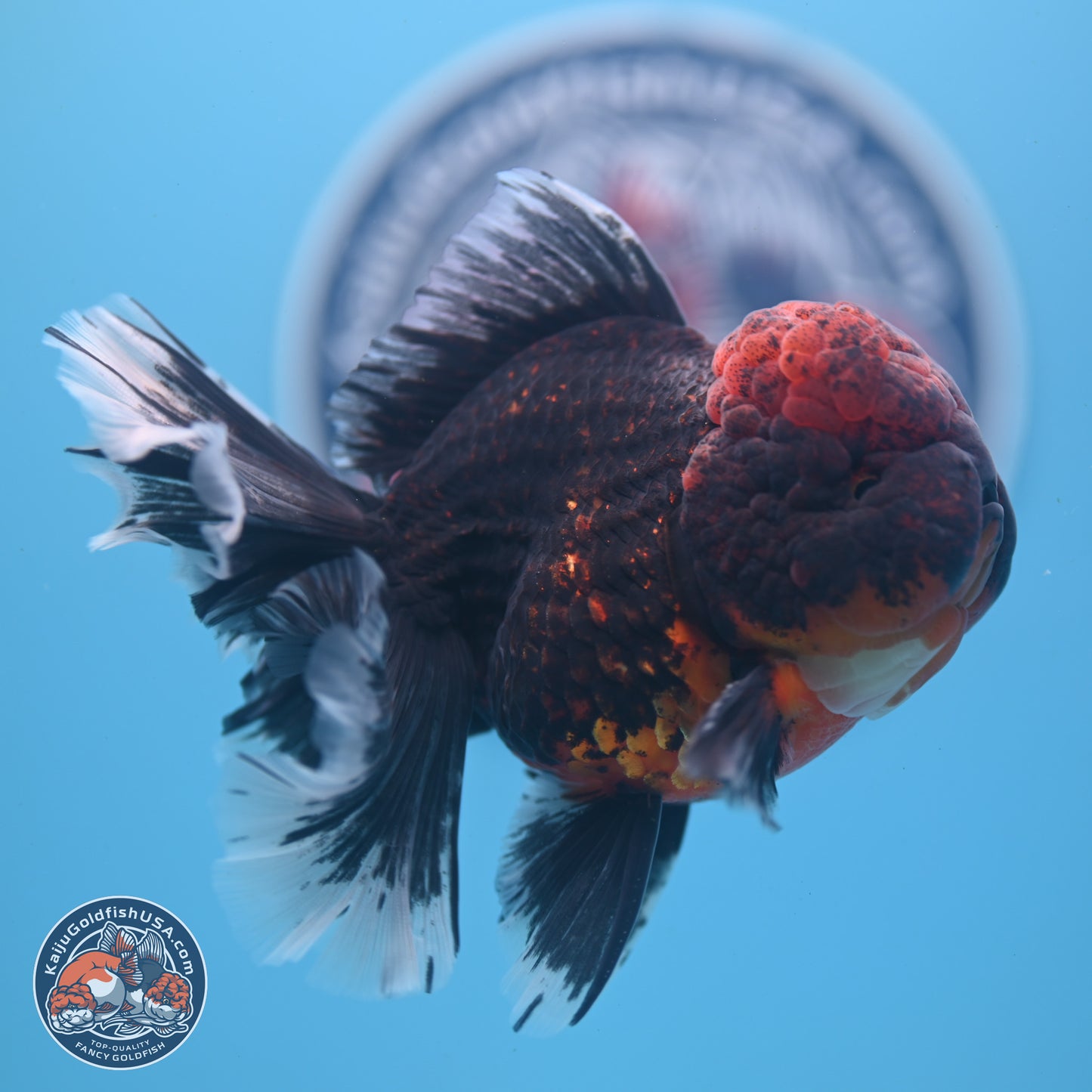 Red Kirin Rose Tail Oranda 4-5.5 inches (240913_OR27) - Kaiju Goldfish USA