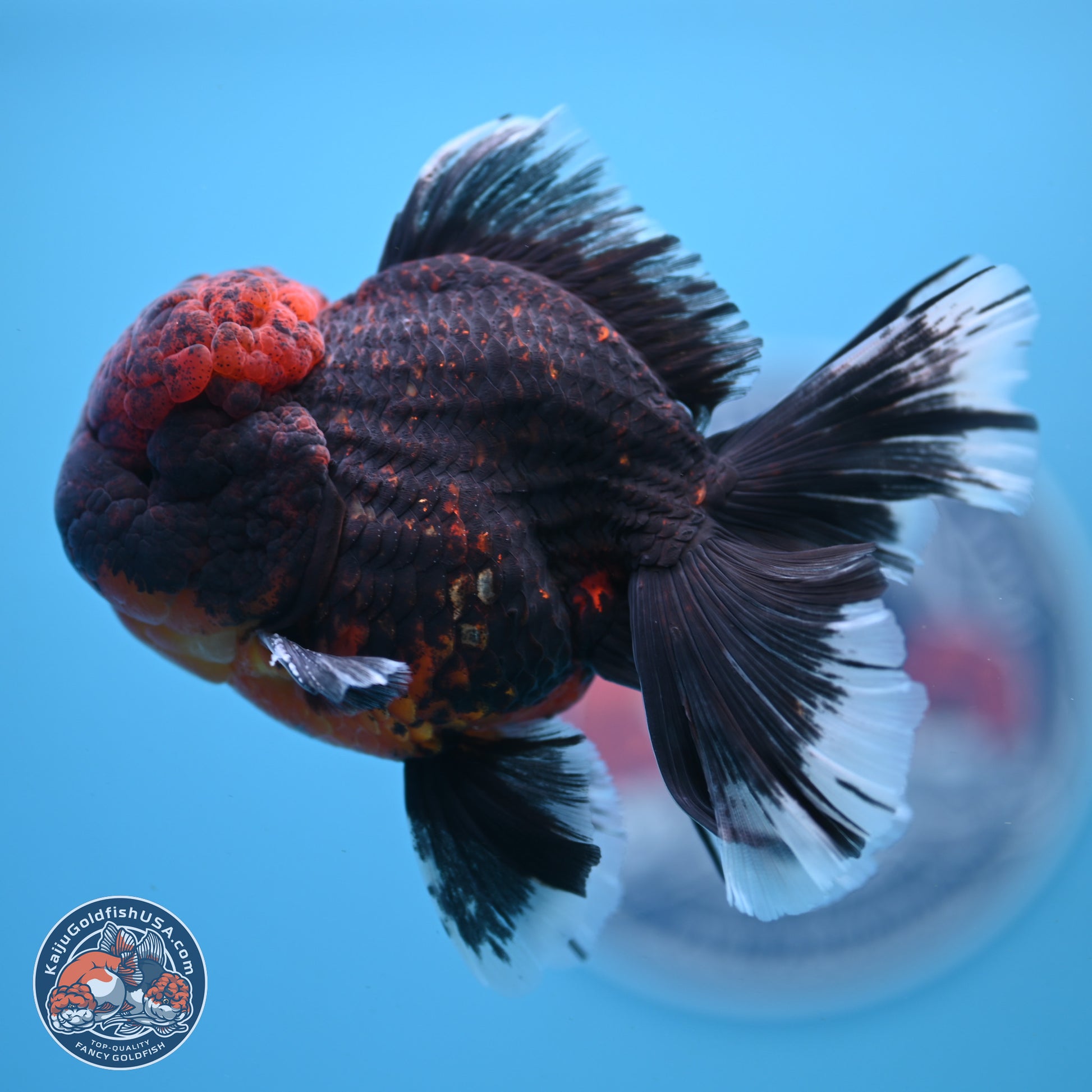 Red Kirin Rose Tail Oranda 4-5.5 inches (240913_OR27) - Kaiju Goldfish USA