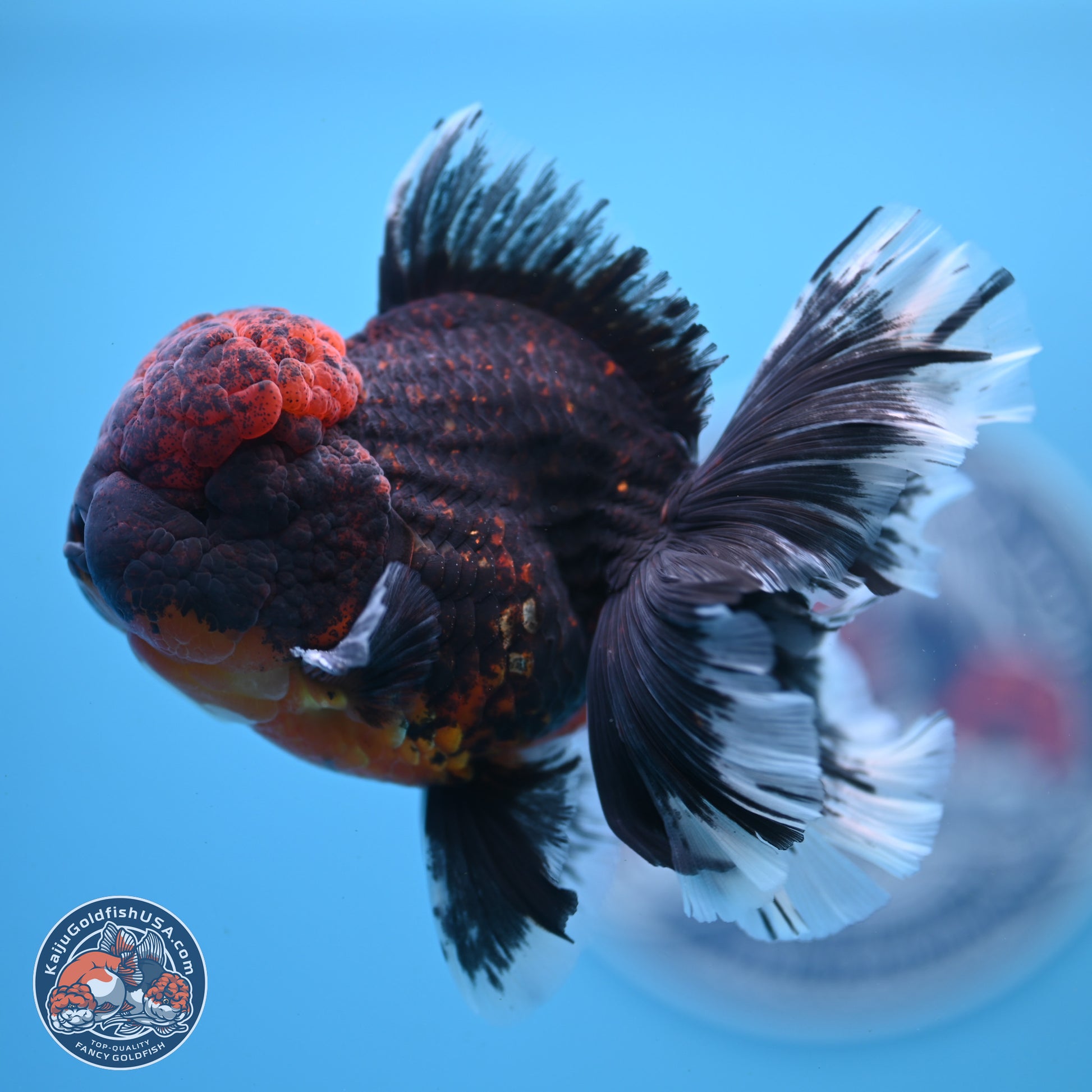 Red Kirin Rose Tail Oranda 4-5.5 inches (240913_OR27) - Kaiju Goldfish USA