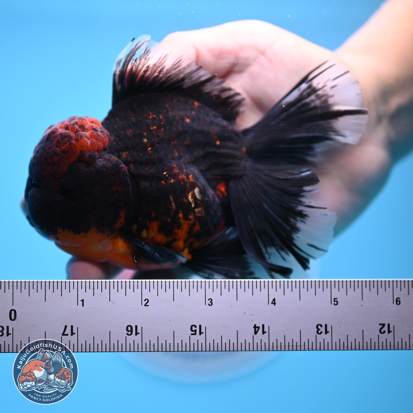 Red Kirin Rose Tail Oranda 4-5.5 inches (240913_OR27) - Kaiju Goldfish USA