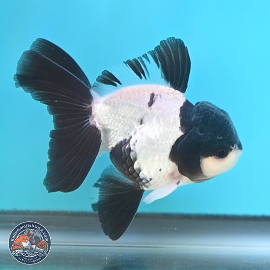 Black Cap Panda Oranda 2.5 inches Body (250131_OR27)