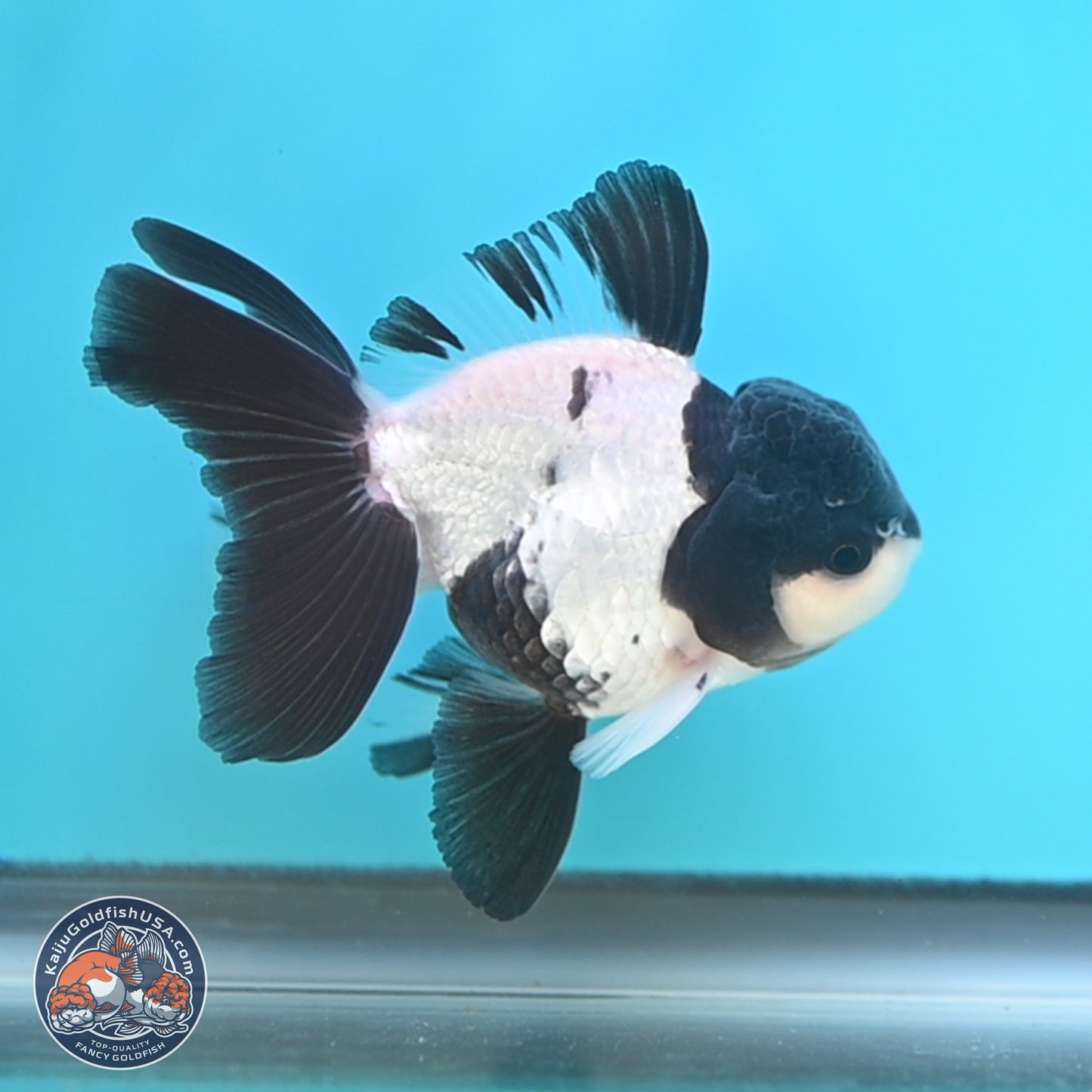 Black Cap Panda Oranda 2.5 inches Body (250131_OR27)