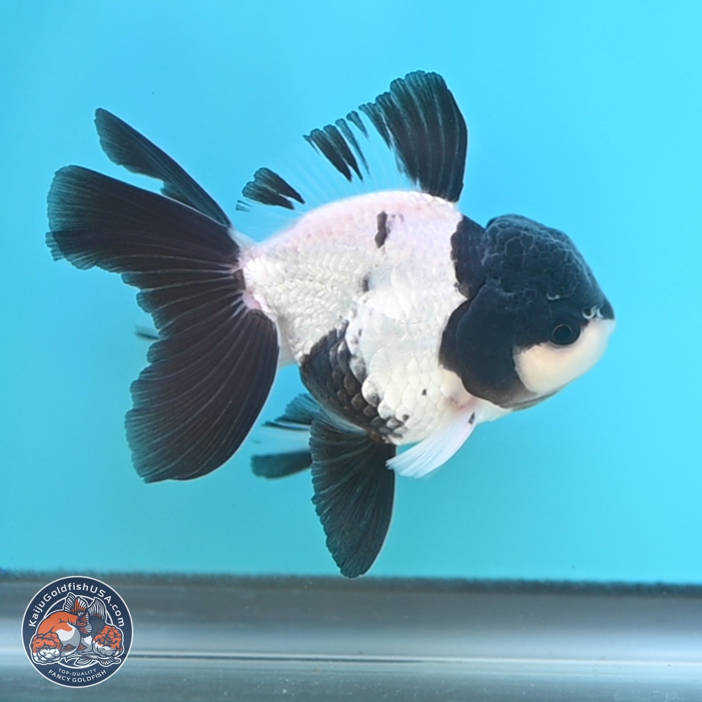 Black Cap Panda Oranda 2.5 inches Body (250131_OR27)