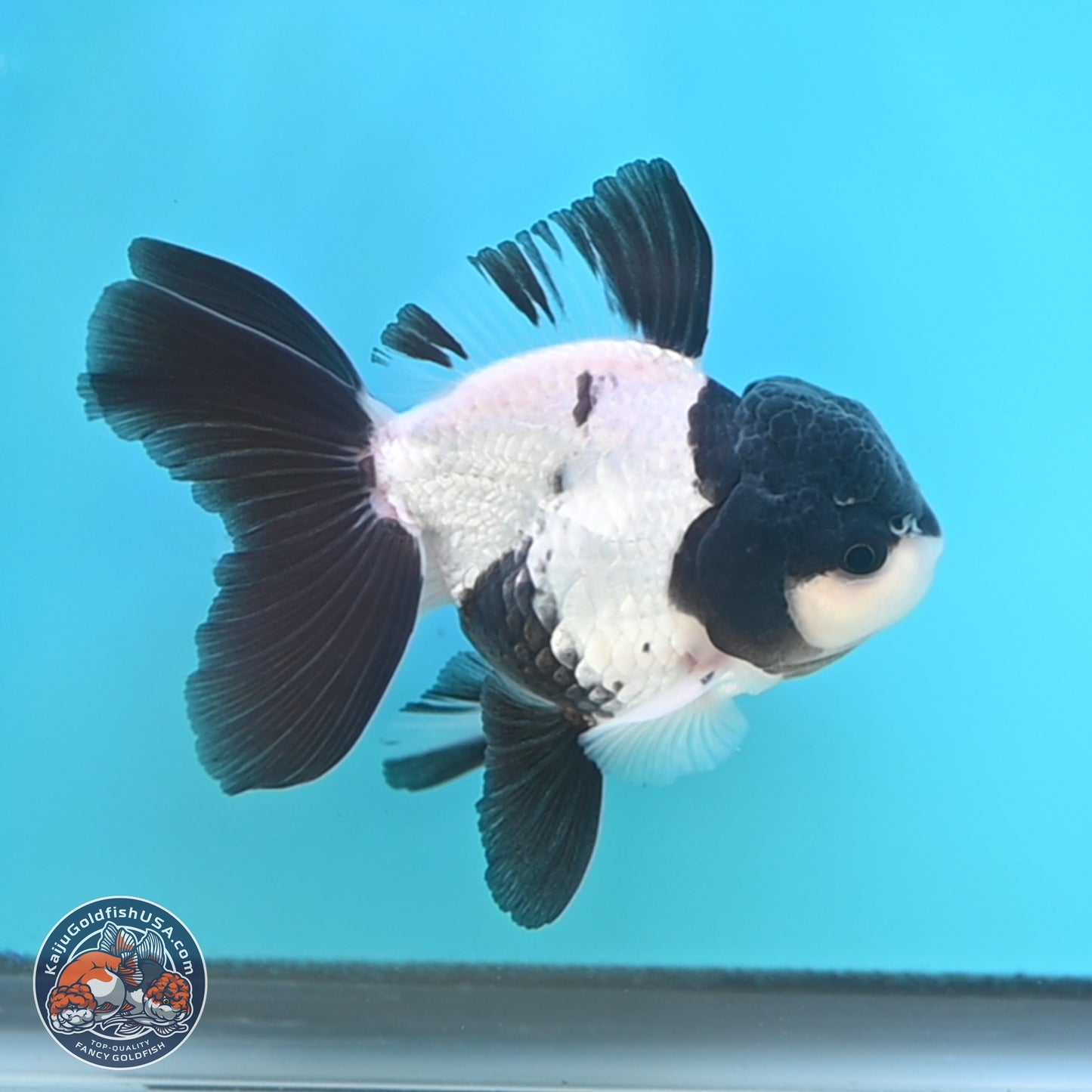 Black Cap Panda Oranda 2.5 inches Body (250131_OR27)