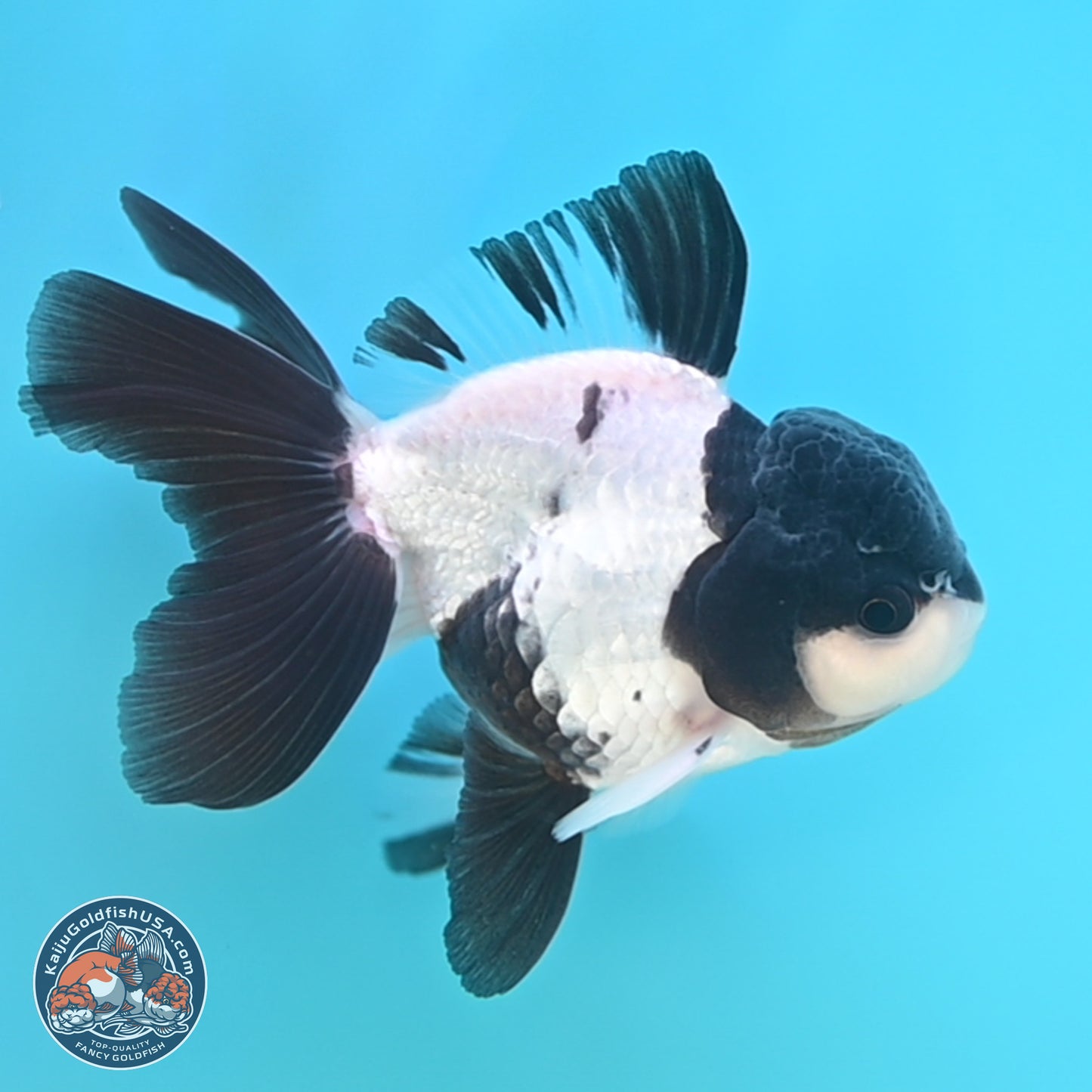 Black Cap Panda Oranda 2.5 inches Body (250131_OR27)