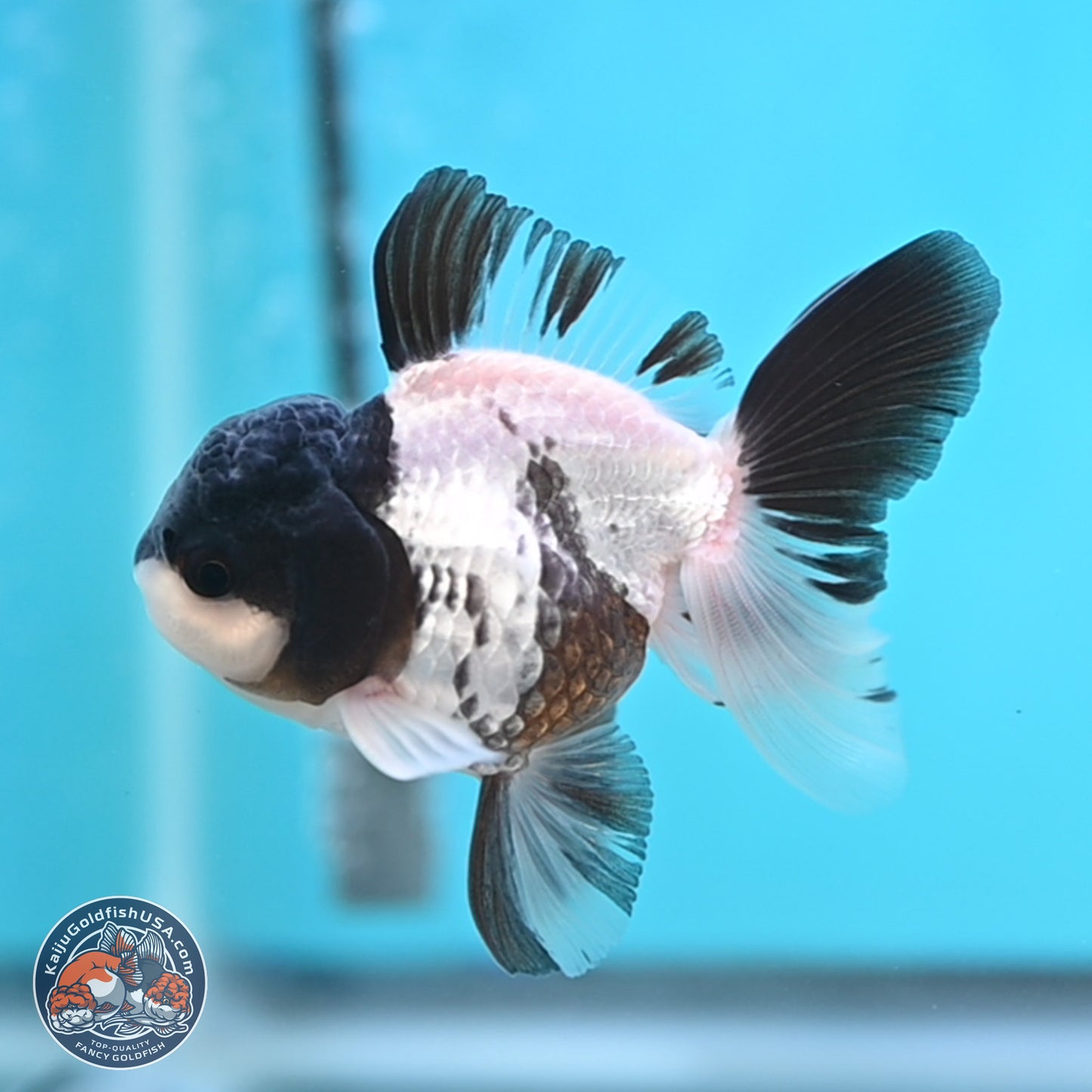 Black Cap Panda Oranda 2.5 inches Body (250131_OR27)