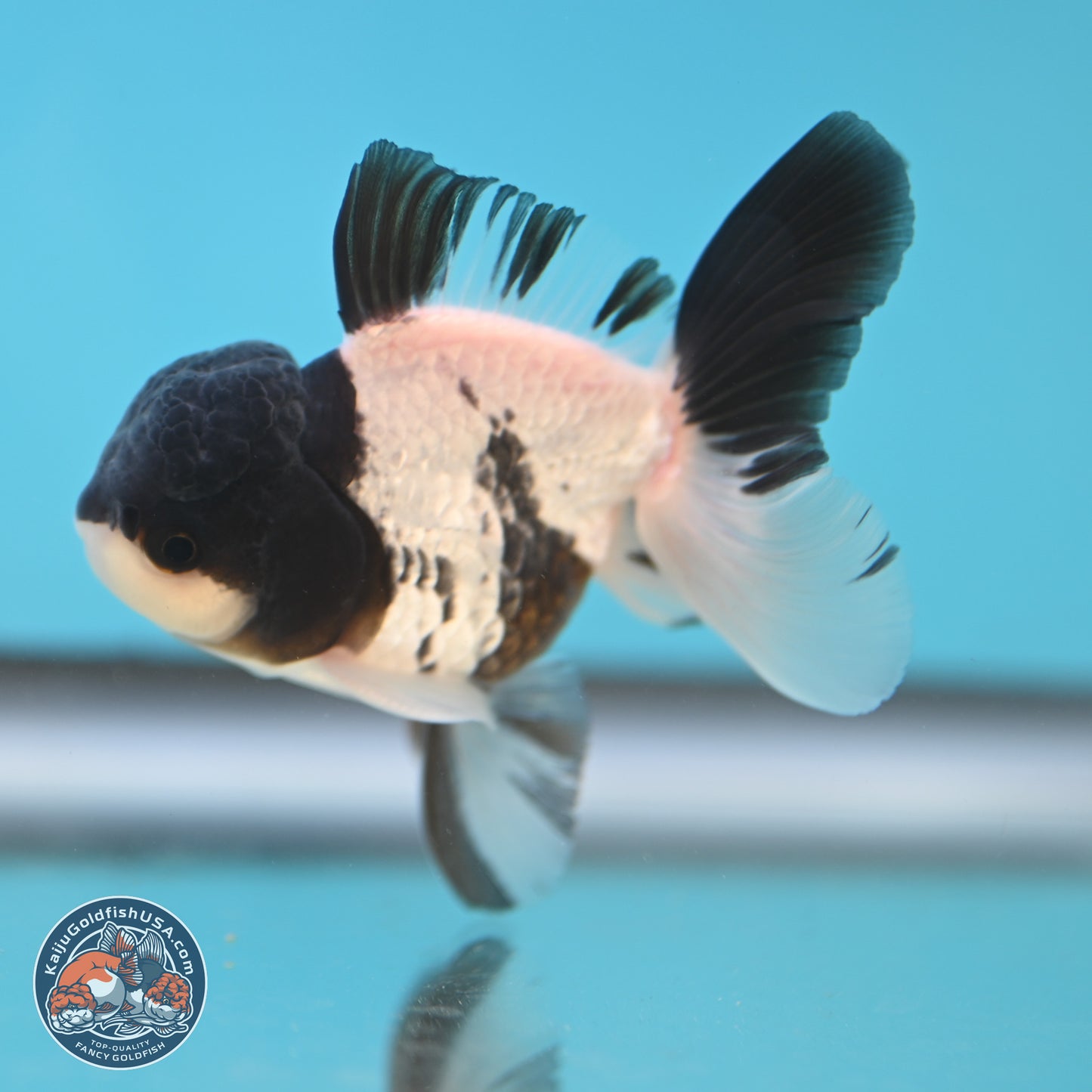 Black Cap Panda Oranda 2.5 inches Body (250131_OR27)