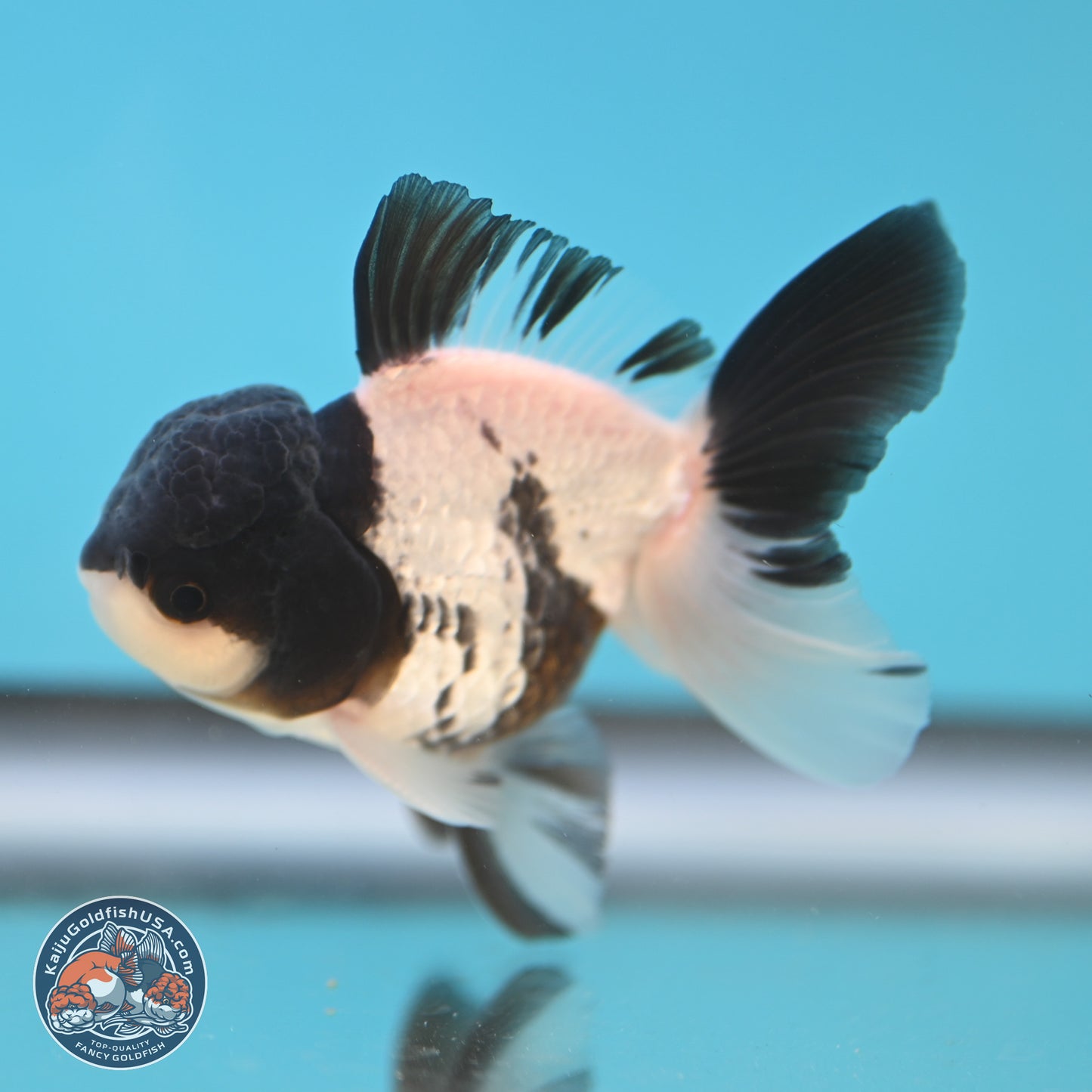 Black Cap Panda Oranda 2.5 inches Body (250131_OR27)