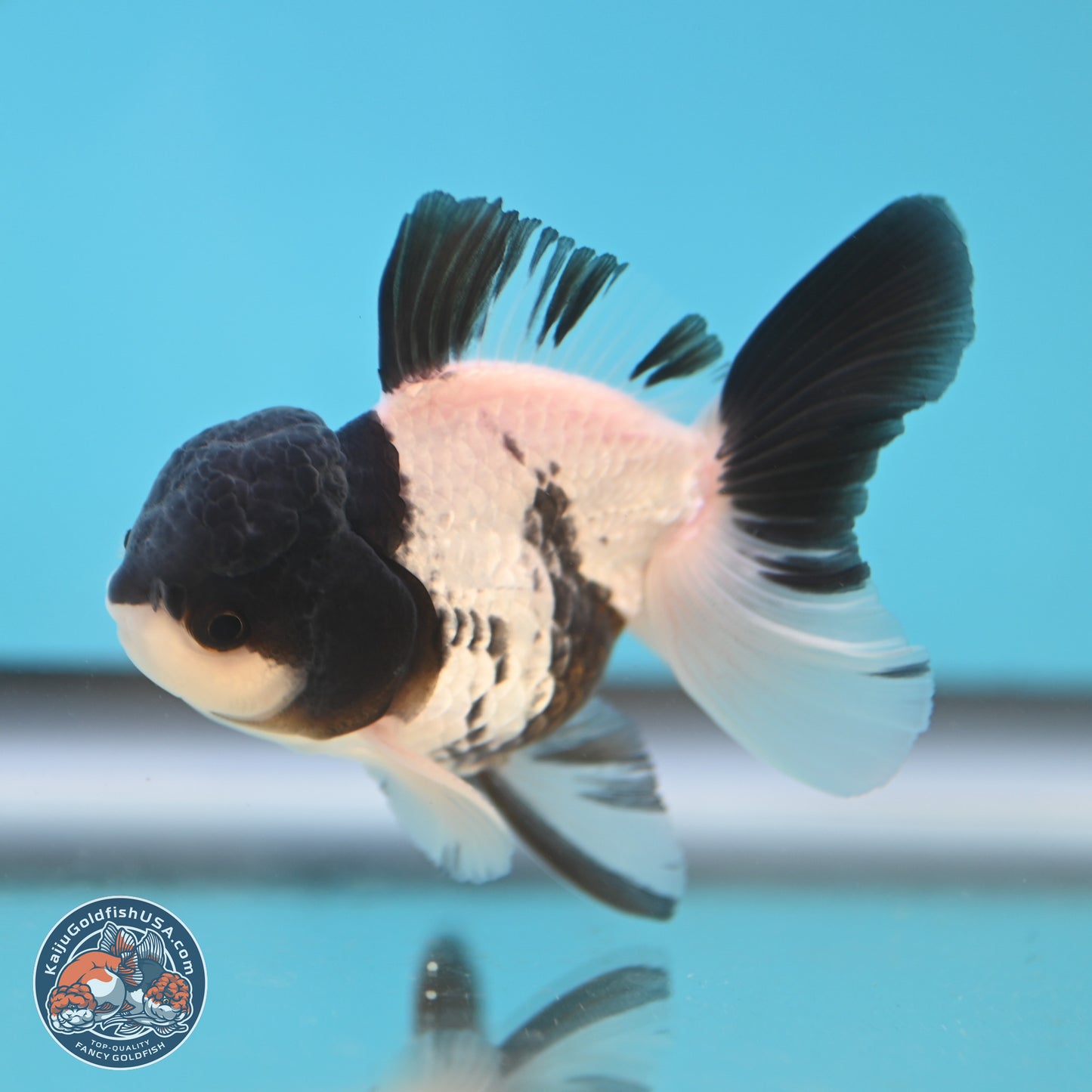 Black Cap Panda Oranda 2.5 inches Body (250131_OR27)