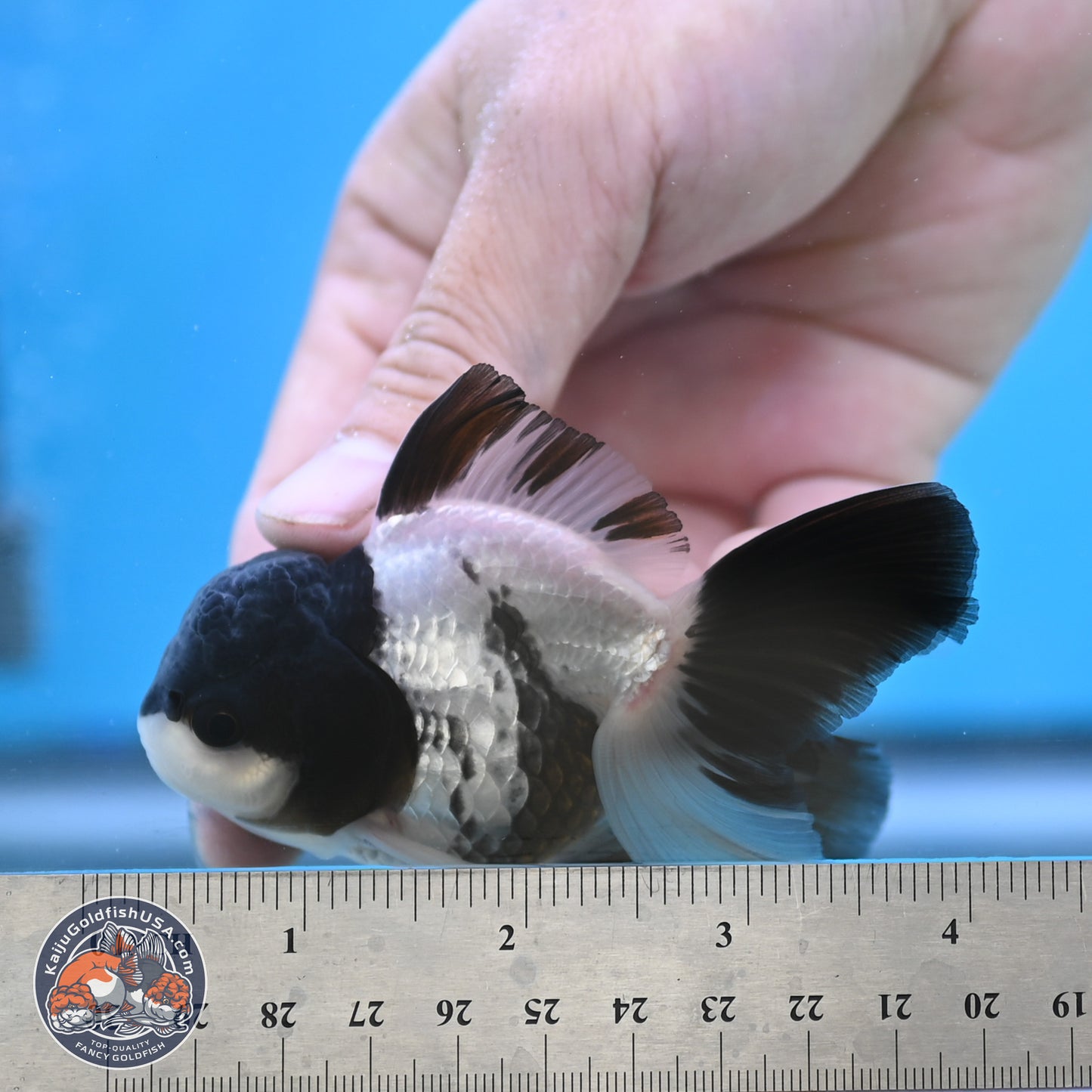 Black Cap Panda Oranda 2.5 inches Body (250131_OR27)