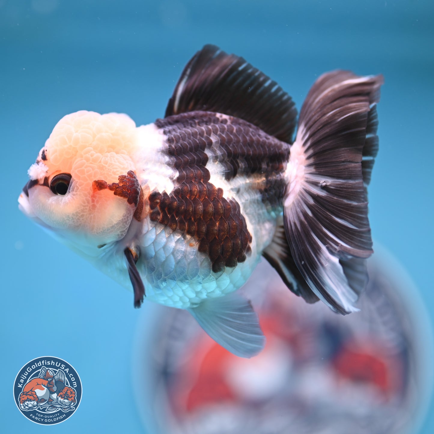 Tricolor Rose Tail Oranda 4.5 inches (241018_OR28)