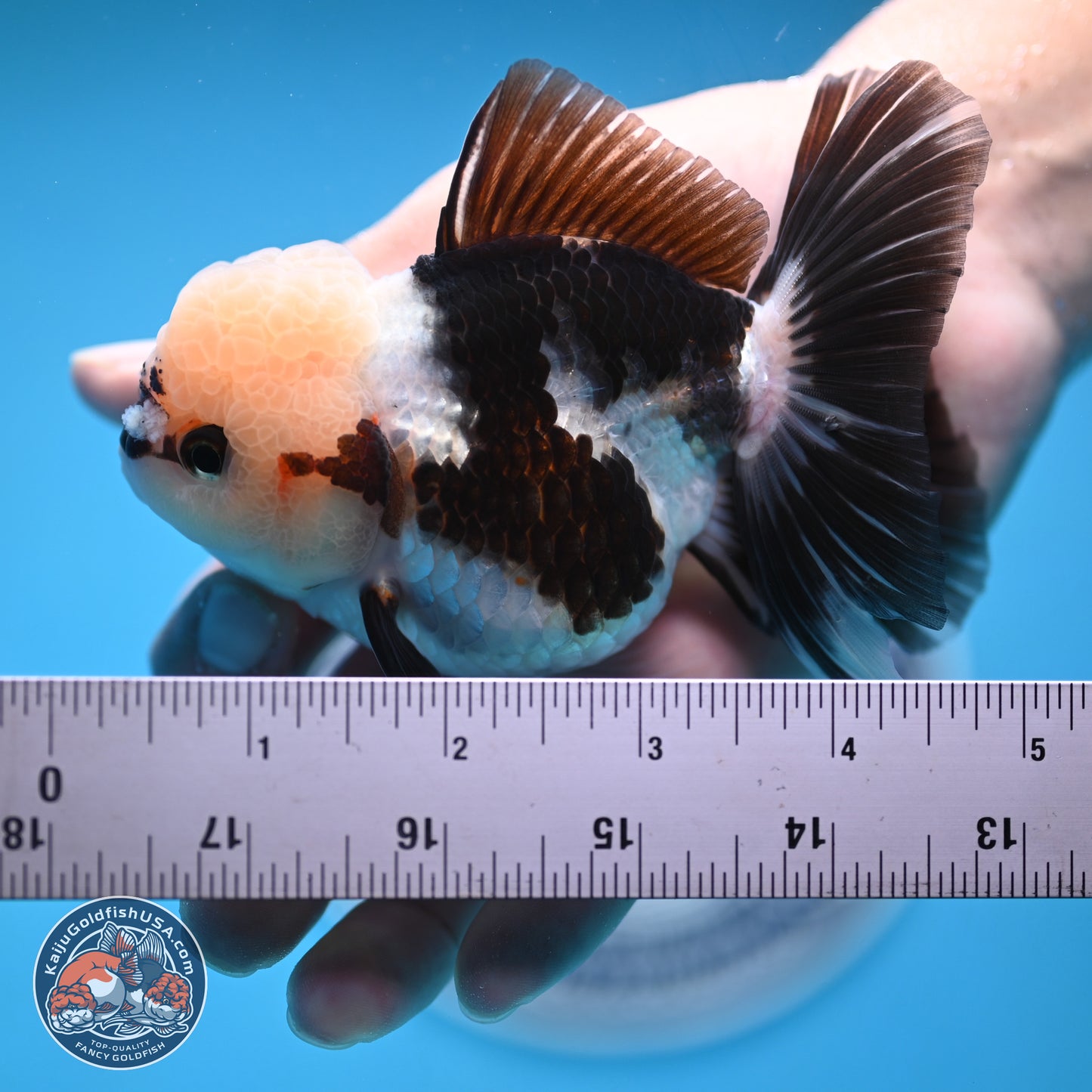 Tricolor Rose Tail Oranda 4.5 inches (241018_OR28)