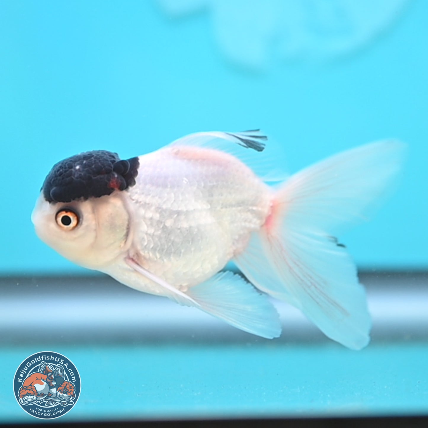 Black Cap Panda Oranda 2.5 inches Body (250131_OR28)