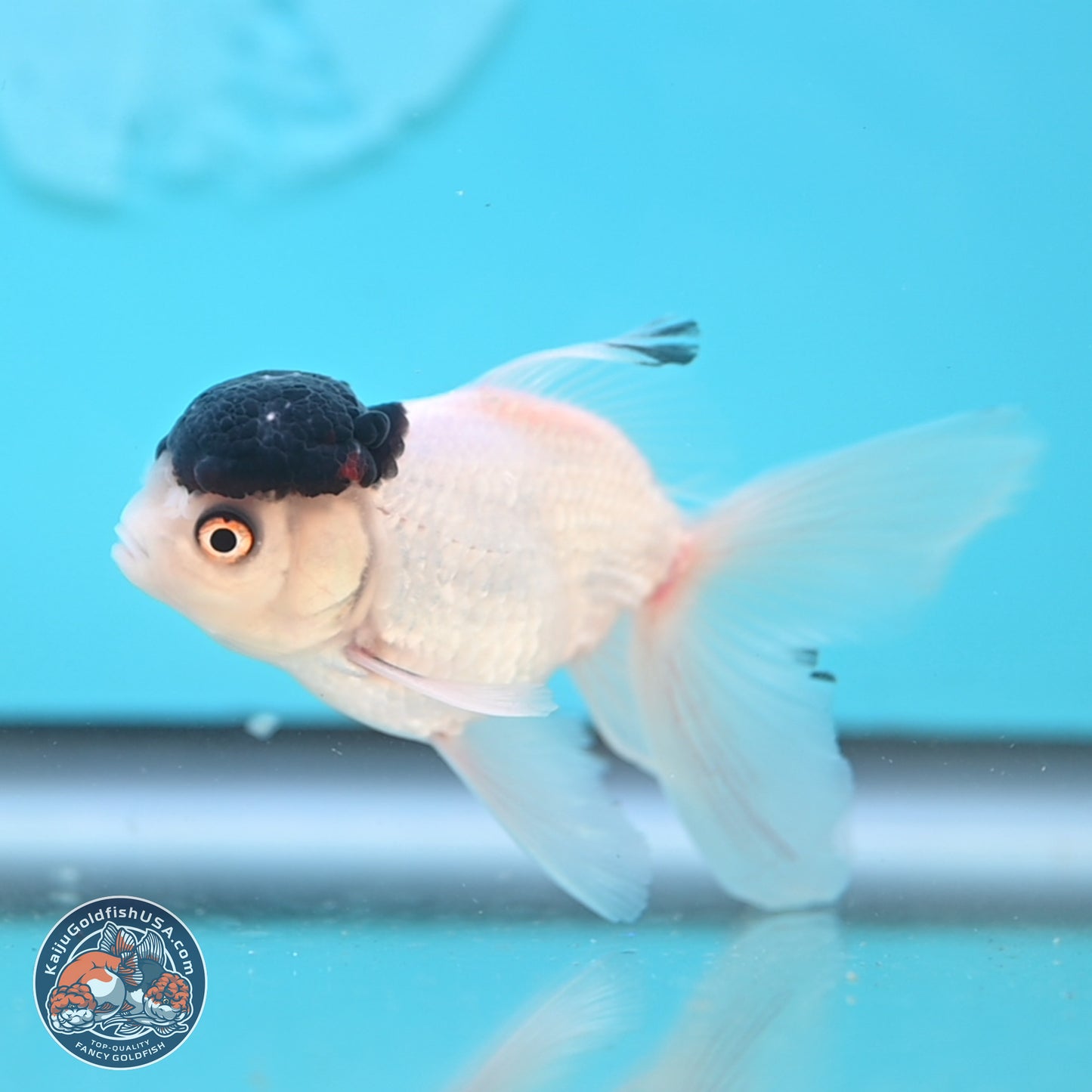 Black Cap Panda Oranda 2.5 inches Body (250131_OR28)