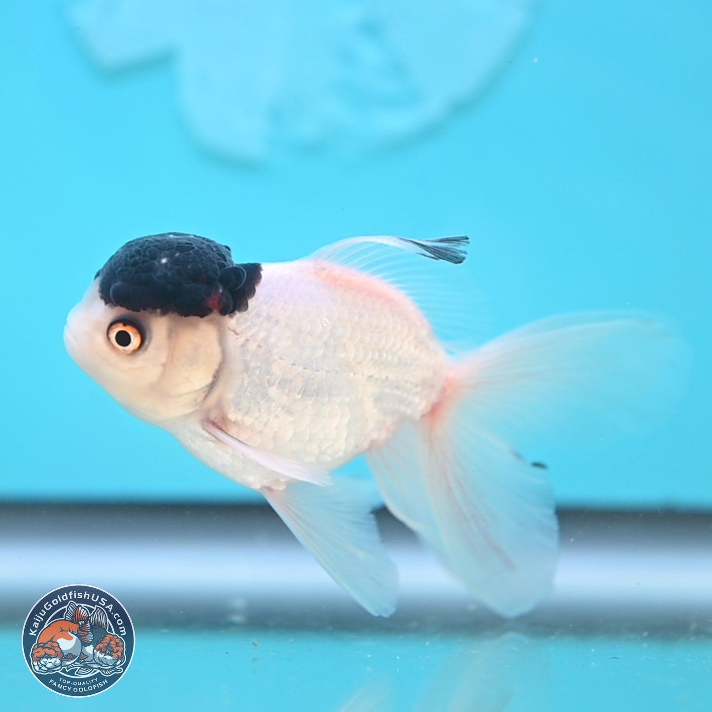 Black Cap Panda Oranda 2.5 inches Body (250131_OR28)