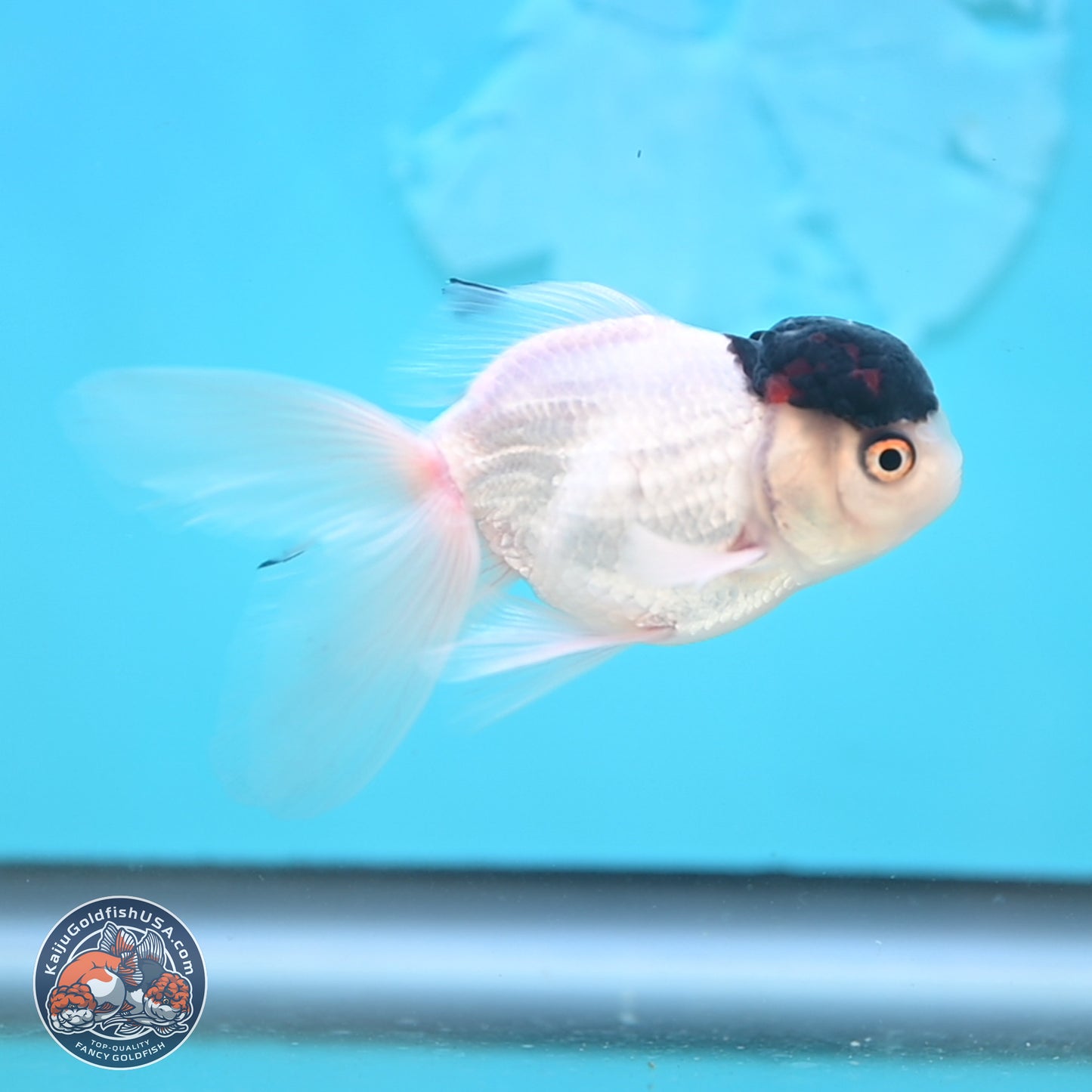 Black Cap Panda Oranda 2.5 inches Body (250131_OR28)