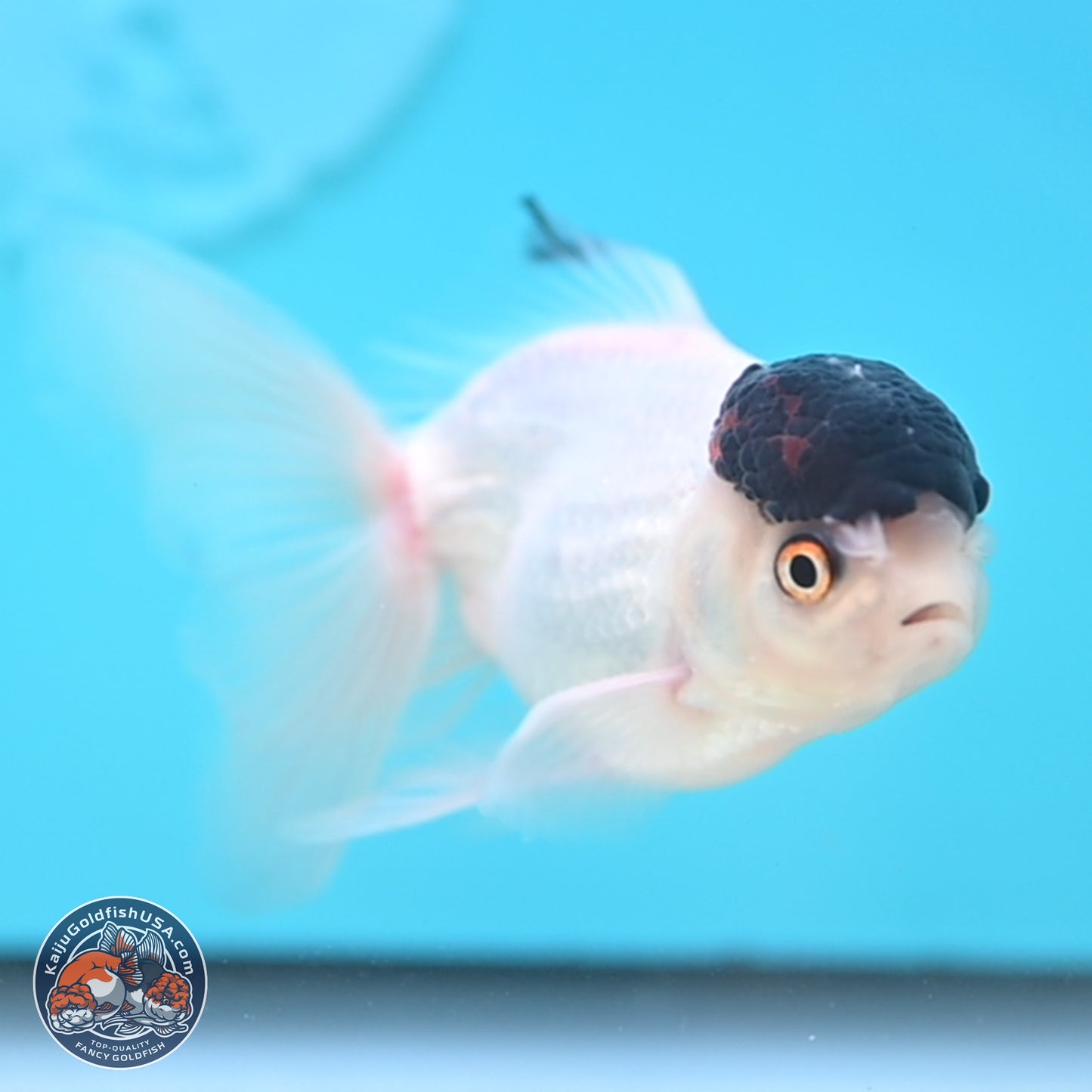 Black Cap Panda Oranda 2.5 inches Body (250131_OR28)