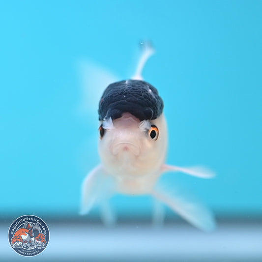 Black Cap Panda Oranda 2.5 inches Body (250131_OR28)