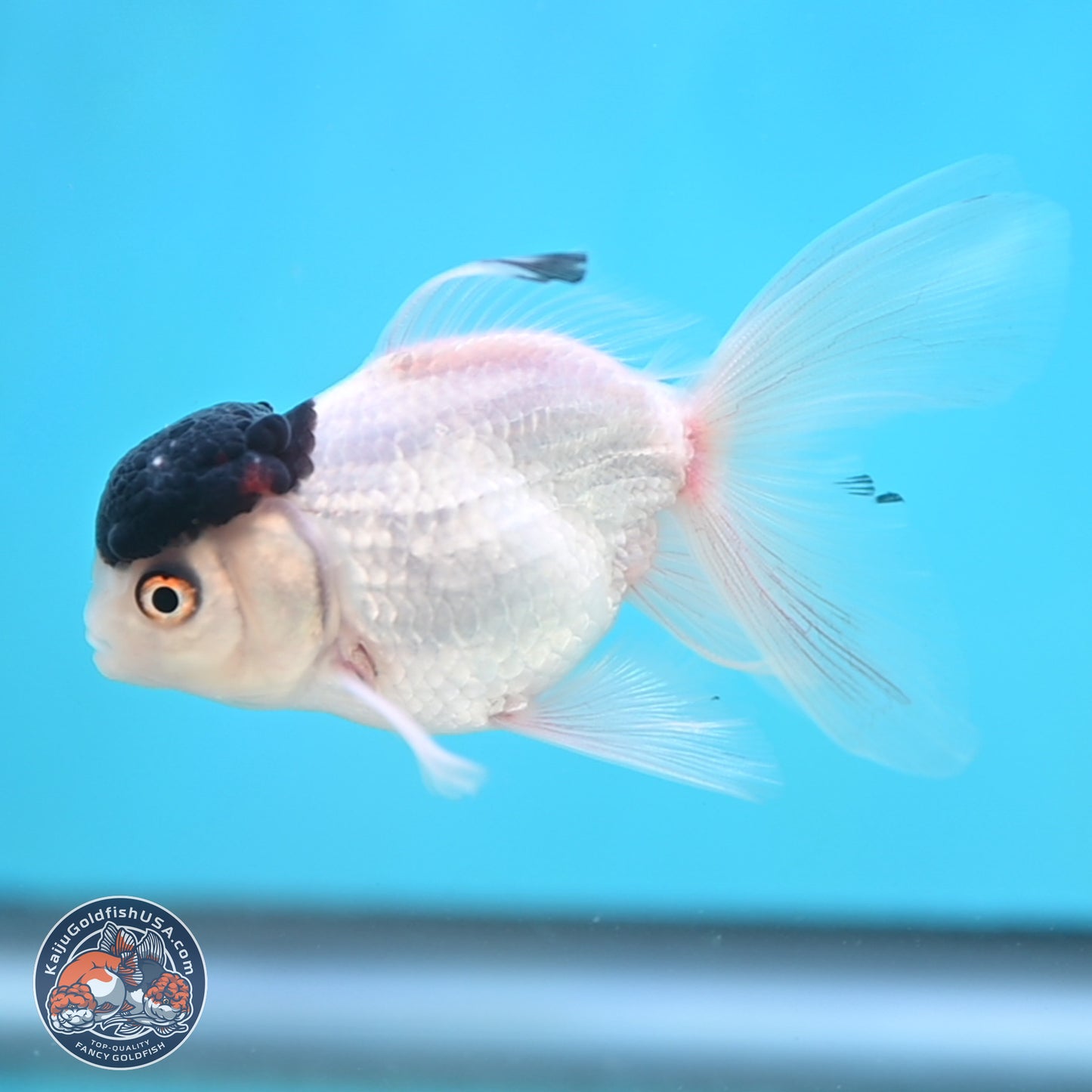 Black Cap Panda Oranda 2.5 inches Body (250131_OR28)