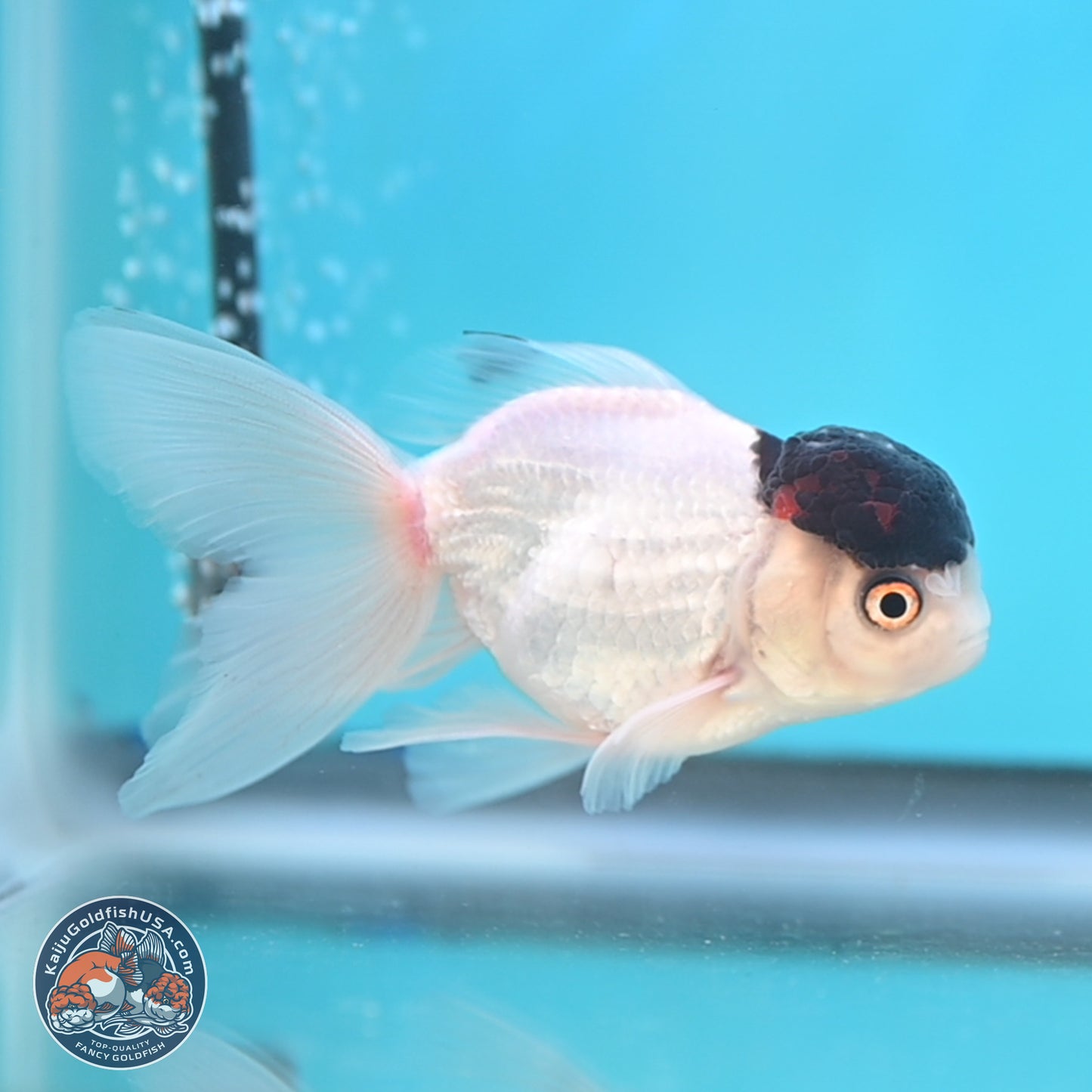 Black Cap Panda Oranda 2.5 inches Body (250131_OR28)