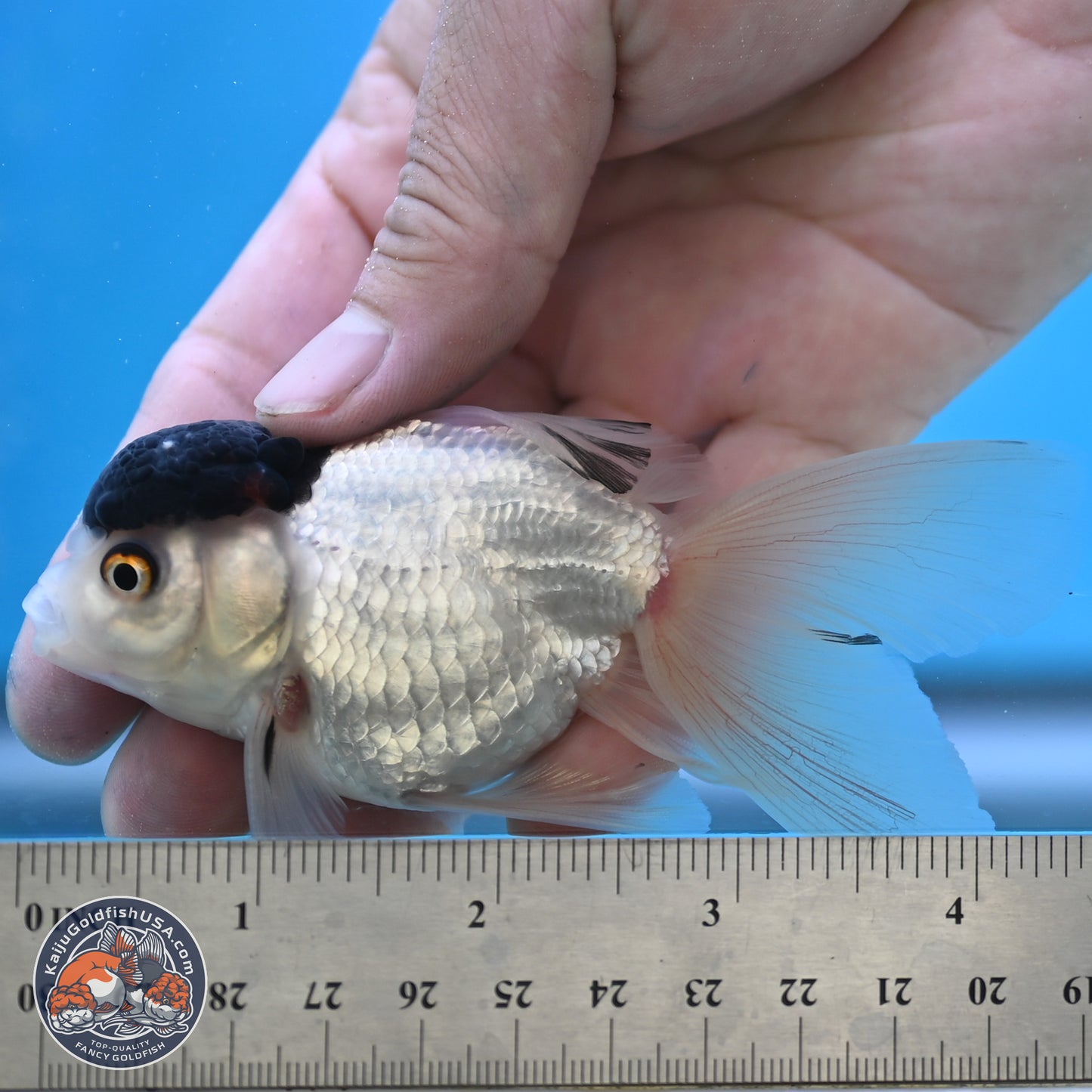 Black Cap Panda Oranda 2.5 inches Body (250131_OR28)