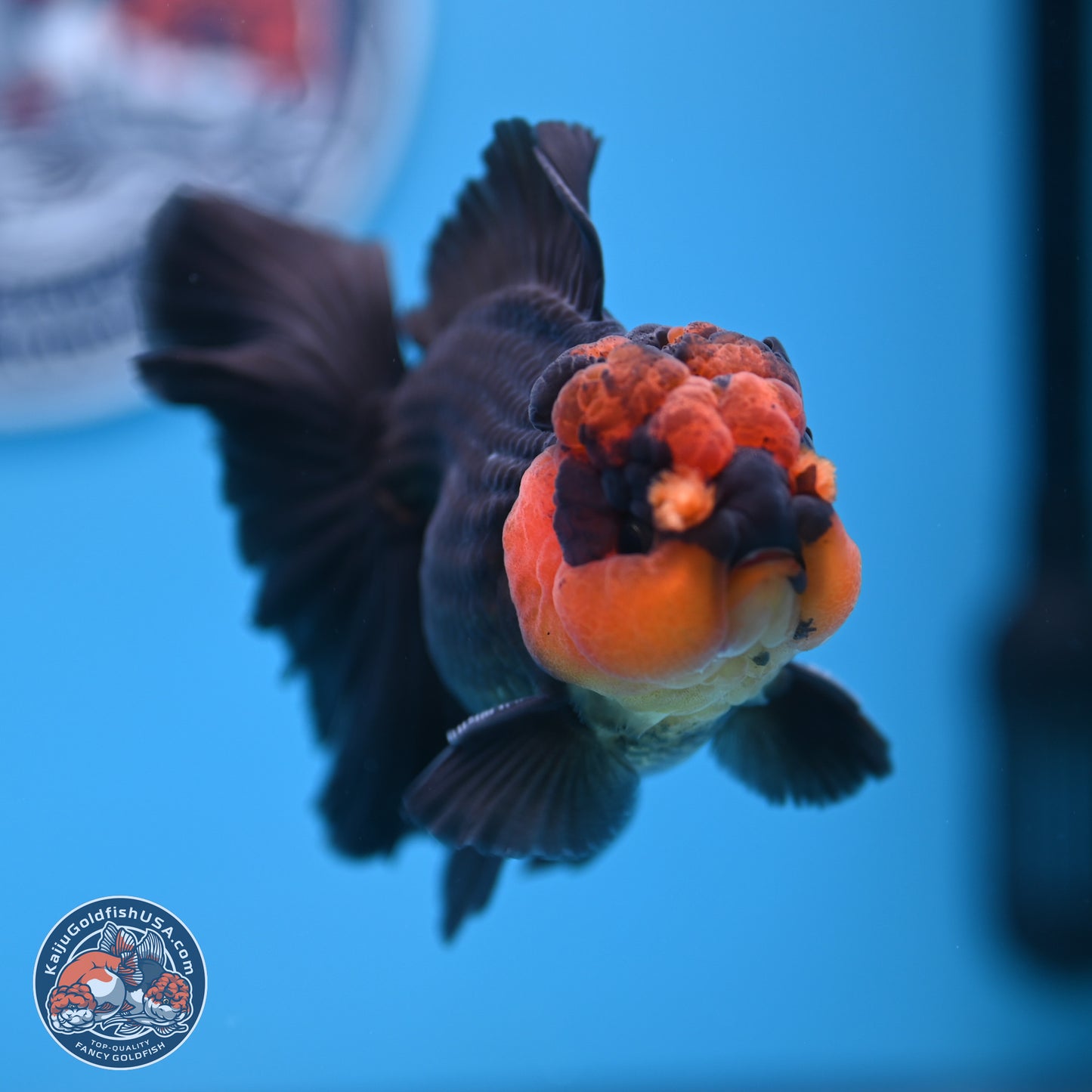 Red Head Apache Rose Tail Oranda 4.5 inches (241018_OR29)