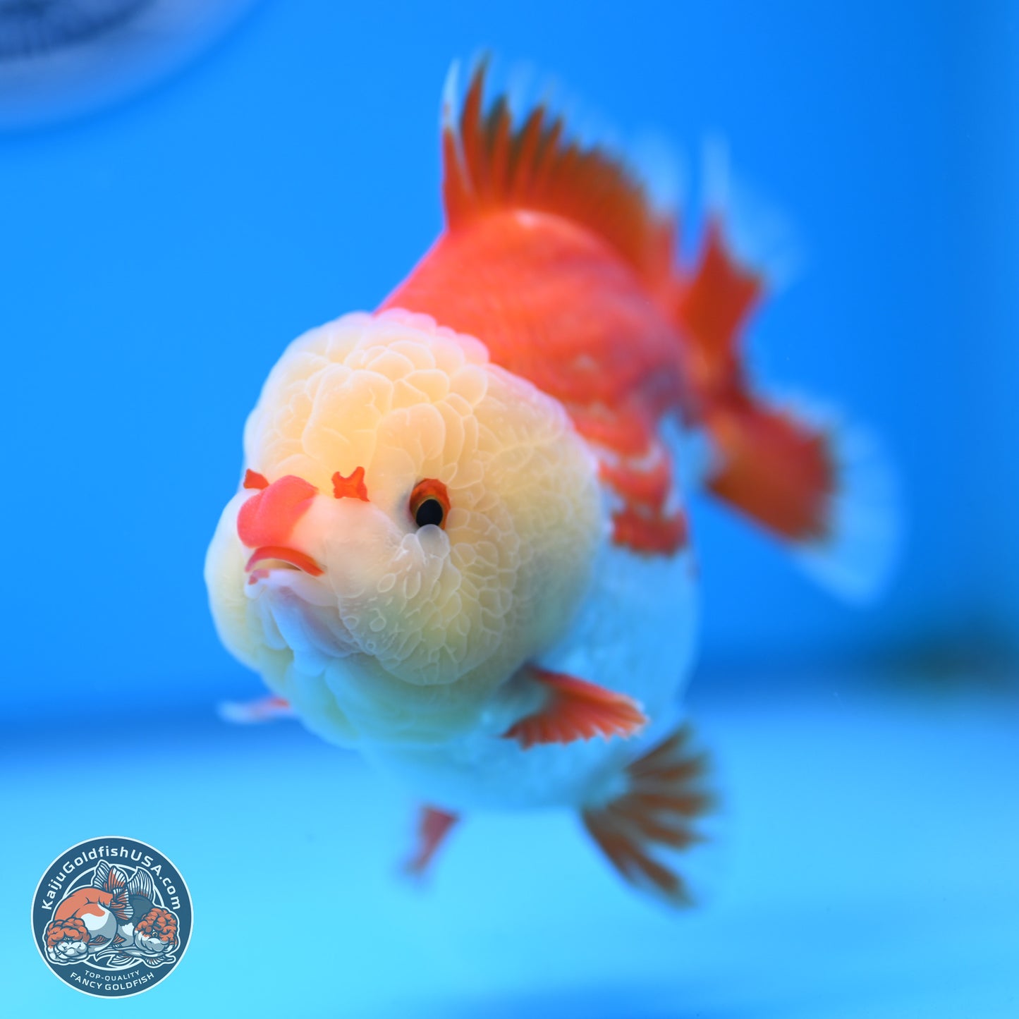 Jade Head Red White YuanBao Oranda 4 inches Body - Male (250207_OR29)
