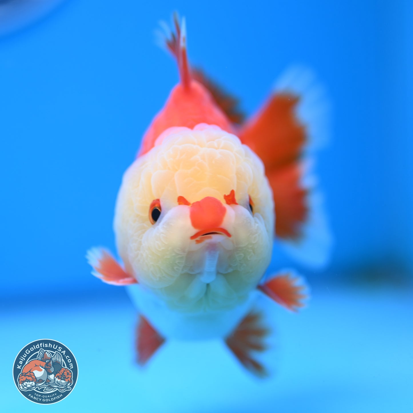 Jade Head Red White YuanBao Oranda 4 inches Body - Male (250207_OR29)