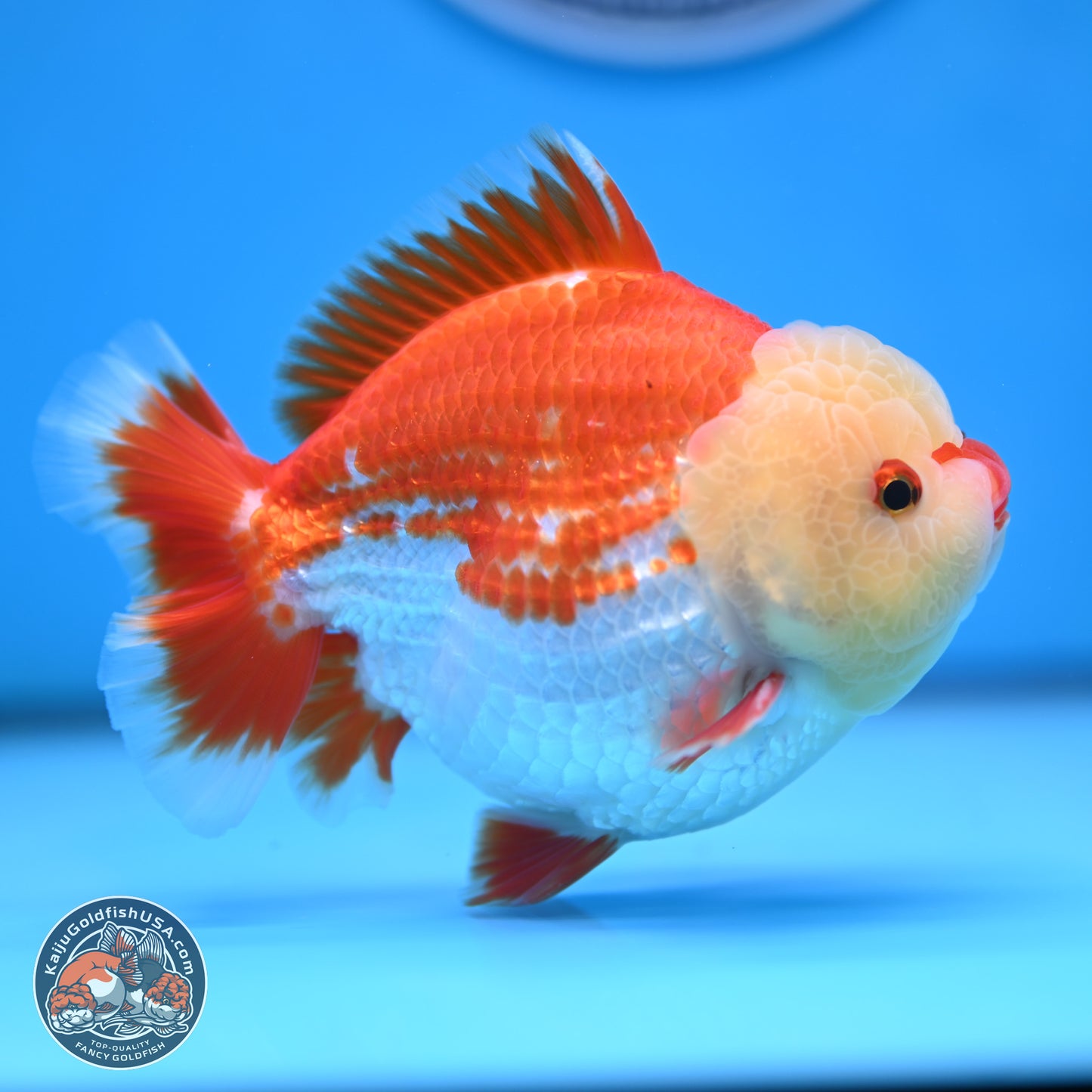 Jade Head Red White YuanBao Oranda 4 inches Body - Male (250207_OR29)