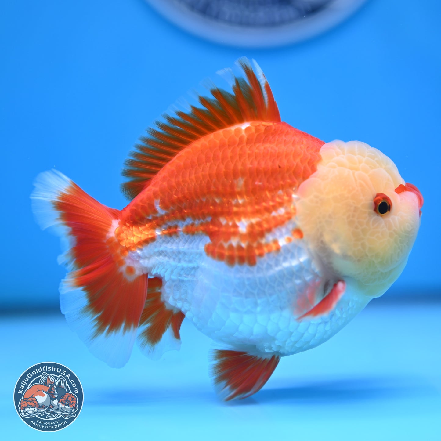 Jade Head Red White YuanBao Oranda 4 inches Body - Male (250207_OR29)