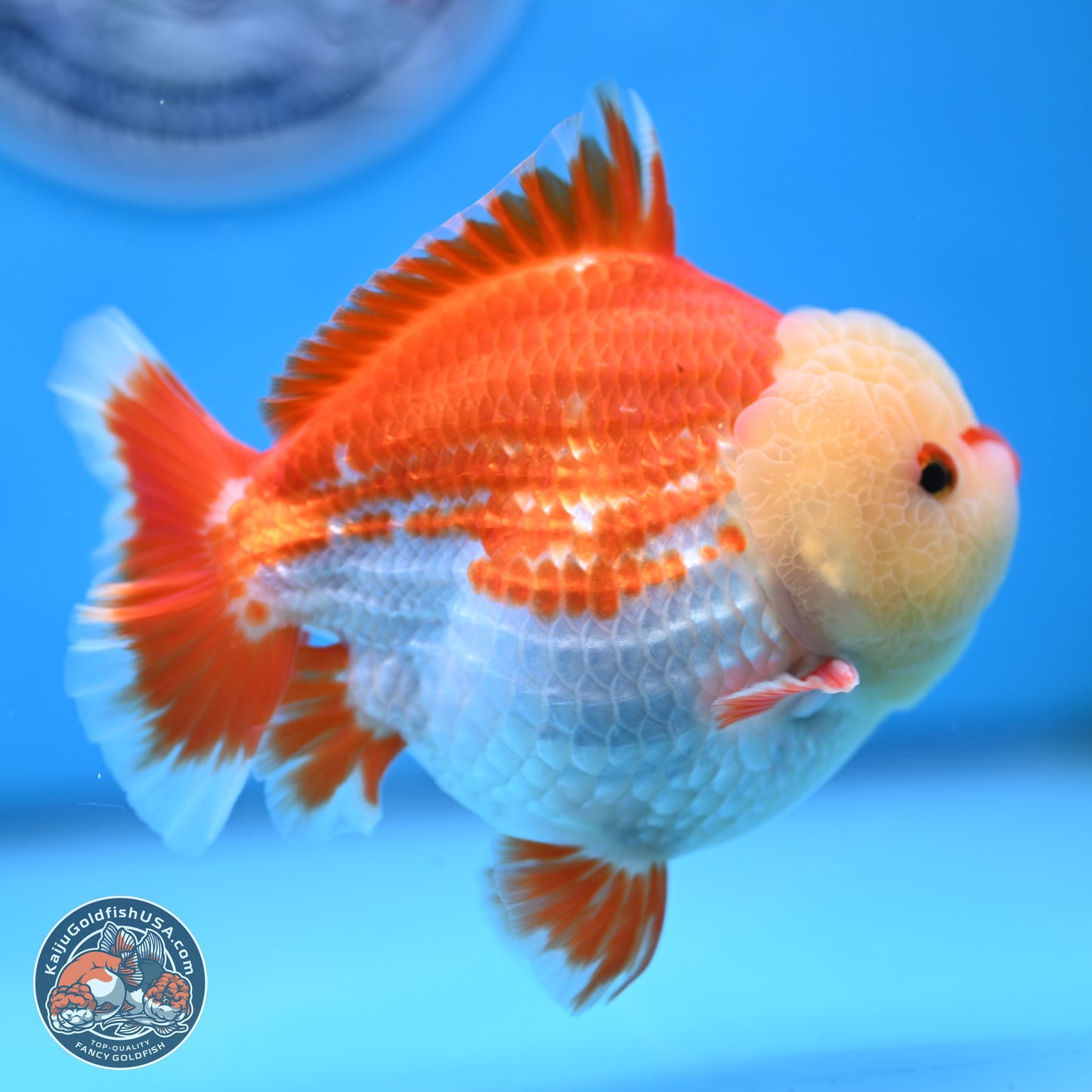 Jade Head Red White YuanBao Oranda 4 inches Body - Male (250207_OR29)