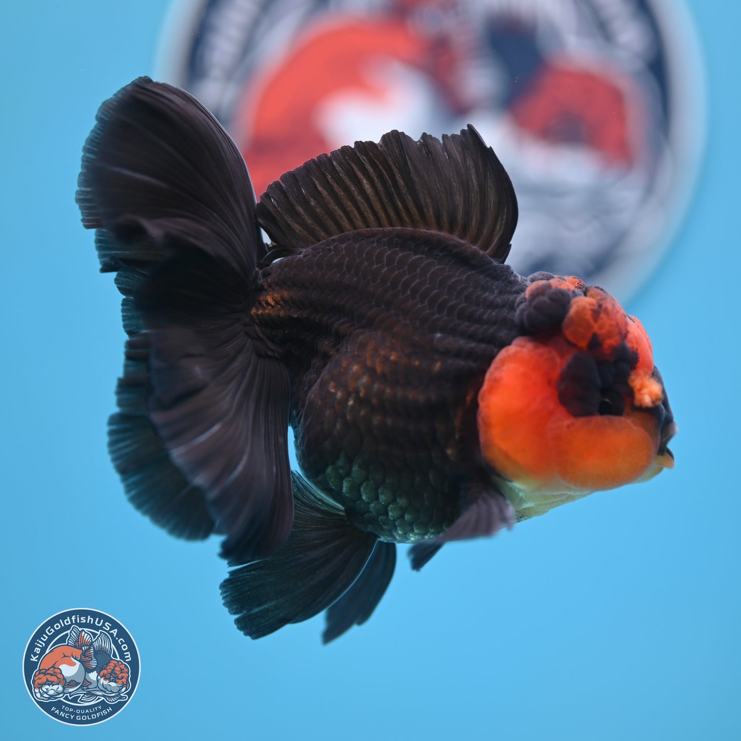 Red Head Apache Rose Tail Oranda 4.5 inches (241018_OR29)