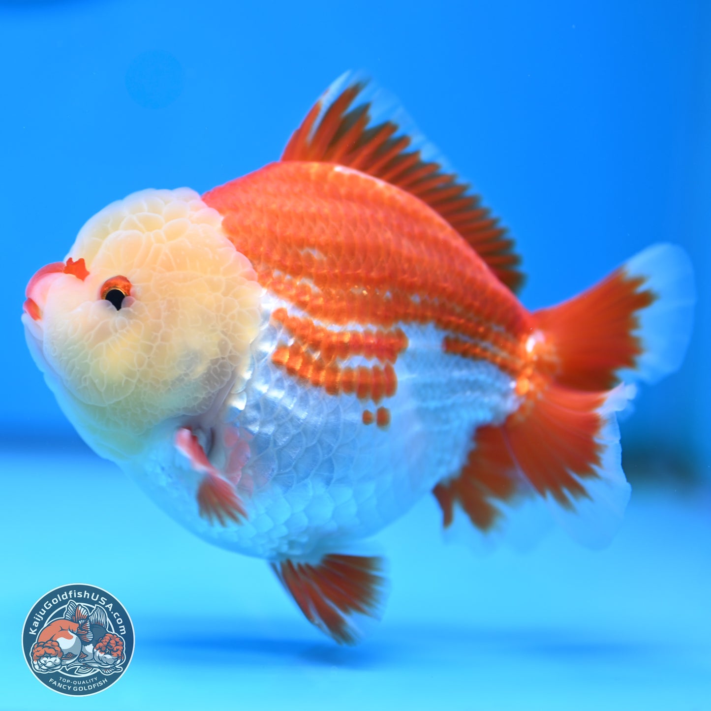 Jade Head Red White YuanBao Oranda 4 inches Body - Male (250207_OR29)