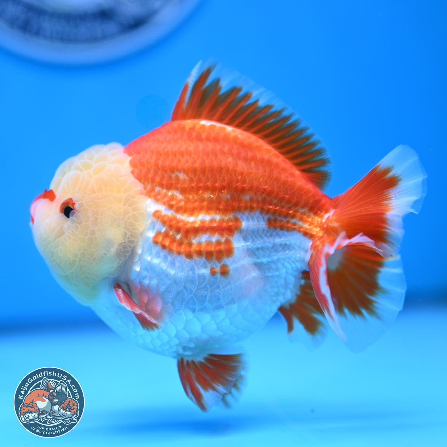 Jade Head Red White YuanBao Oranda 4 inches Body - Male (250207_OR29)