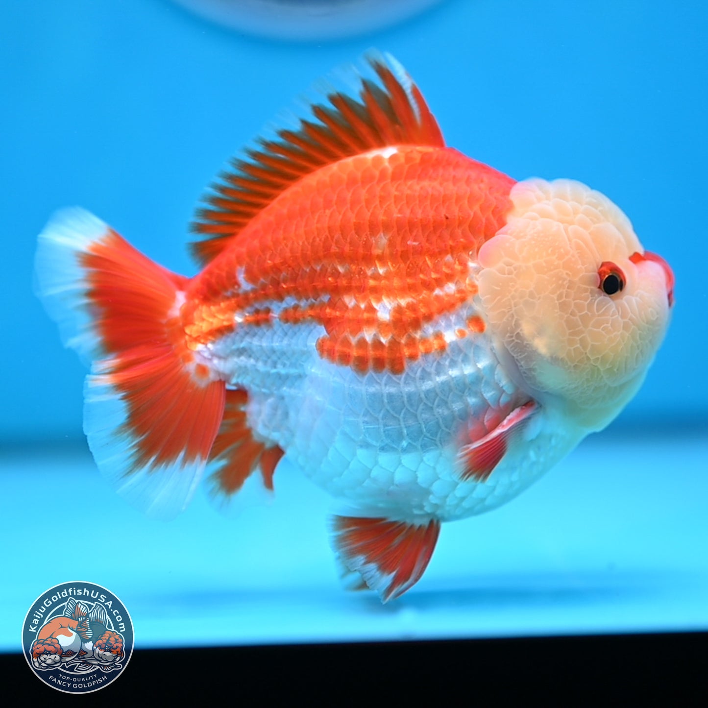 Jade Head Red White YuanBao Oranda 4 inches Body - Male (250207_OR29)