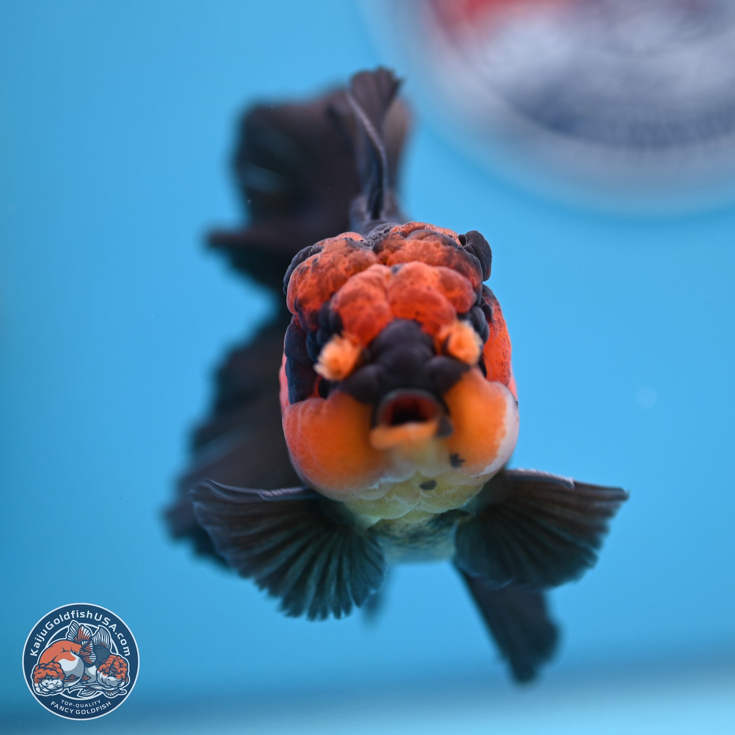 Red Head Apache Rose Tail Oranda 4.5 inches (241018_OR29)