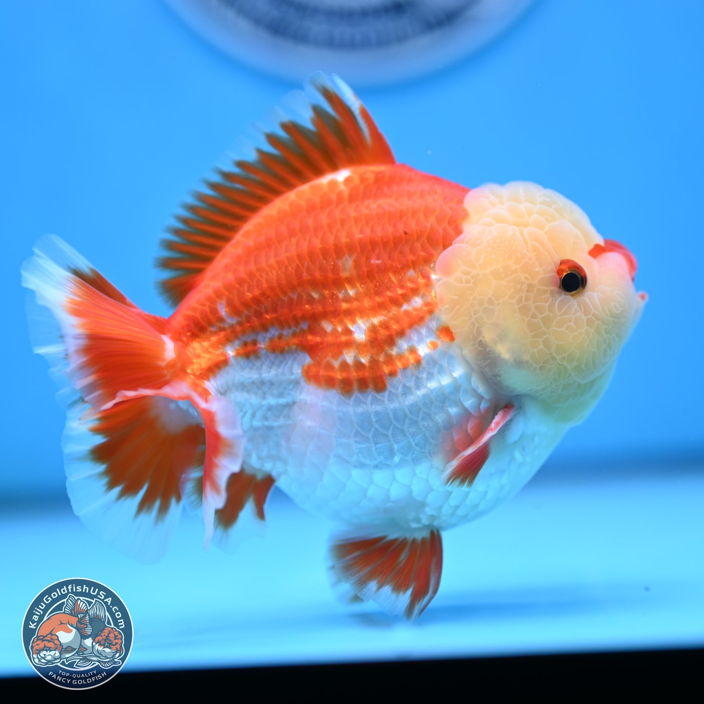 Jade Head Red White YuanBao Oranda 4 inches Body - Male (250207_OR29)
