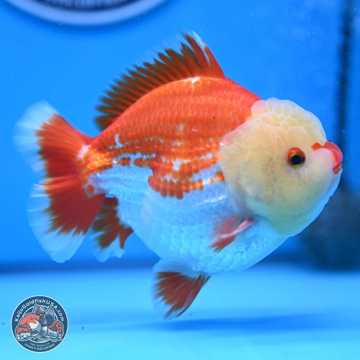 Jade Head Red White YuanBao Oranda 4 inches Body - Male (250207_OR29)