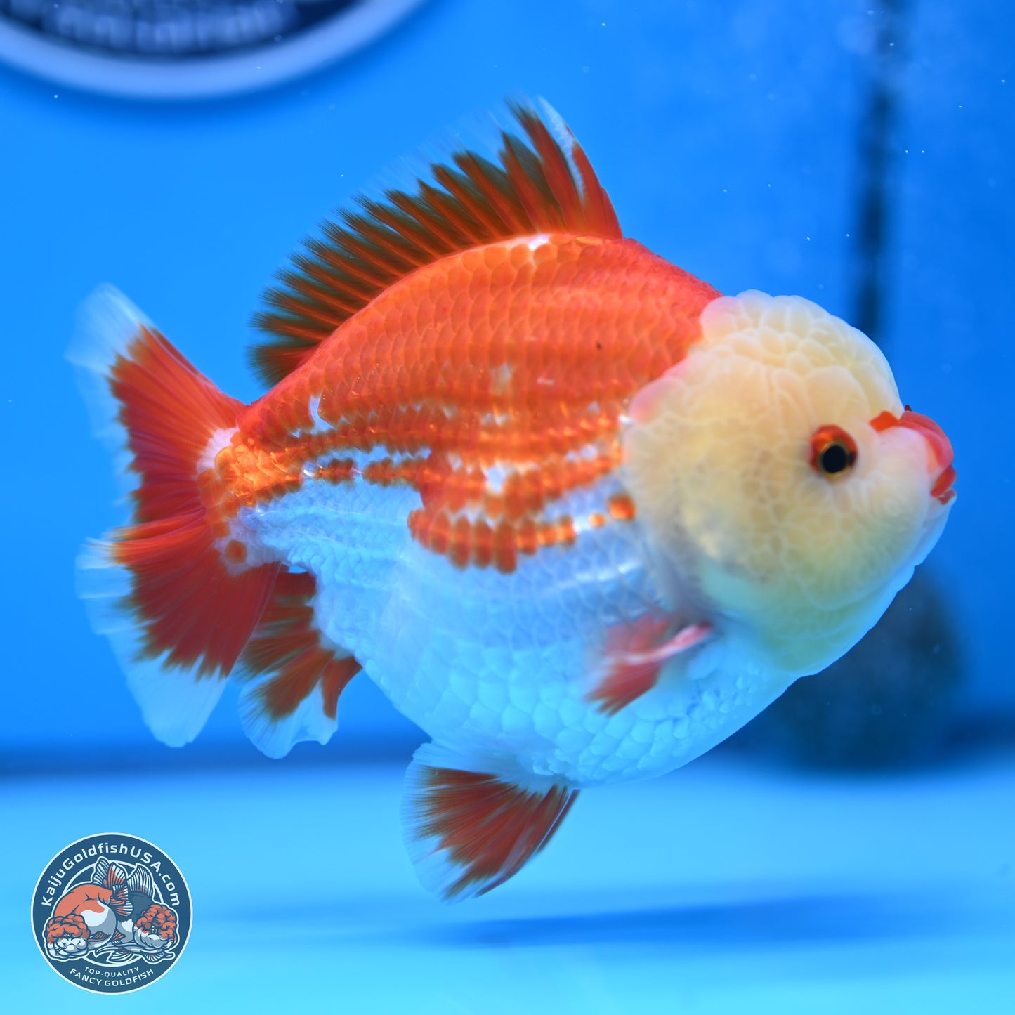 Jade Head Red White YuanBao Oranda 4 inches Body - Male (250207_OR29)