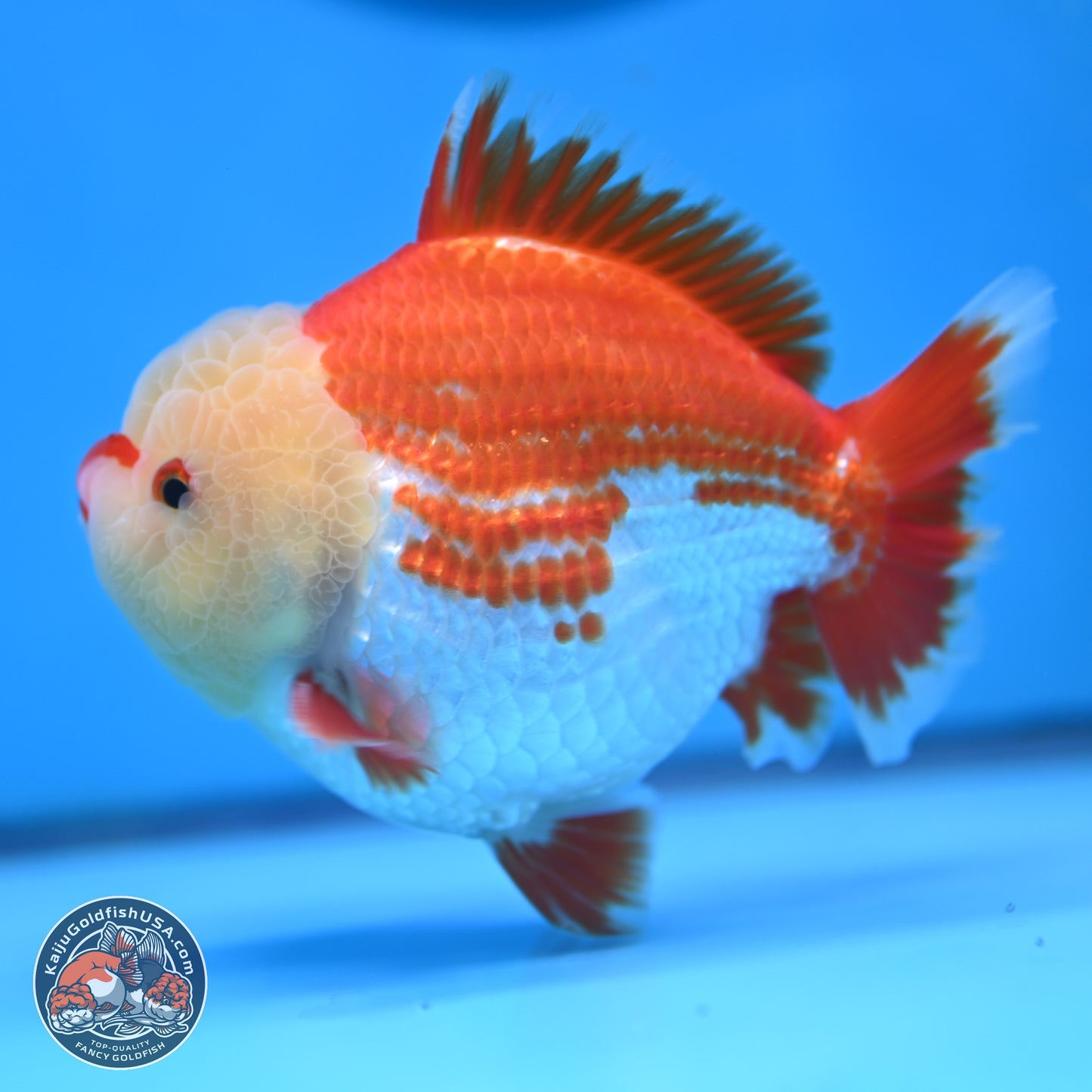 Jade Head Red White YuanBao Oranda 4 inches Body - Male (250207_OR29)