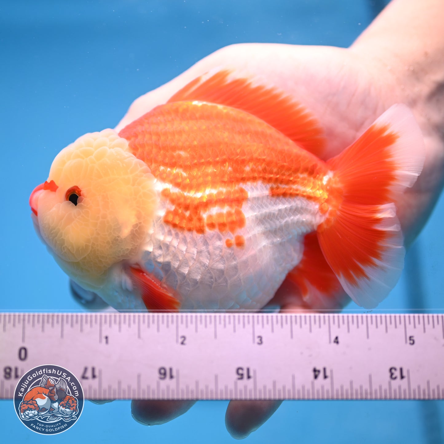 Jade Head Red White YuanBao Oranda 4 inches Body - Male (250207_OR29)