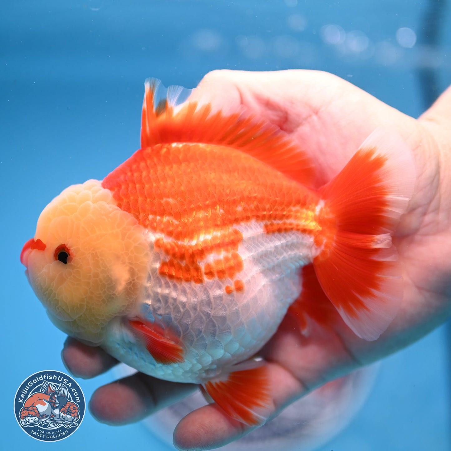 Jade Head Red White YuanBao Oranda 4 inches Body - Male (250207_OR29)