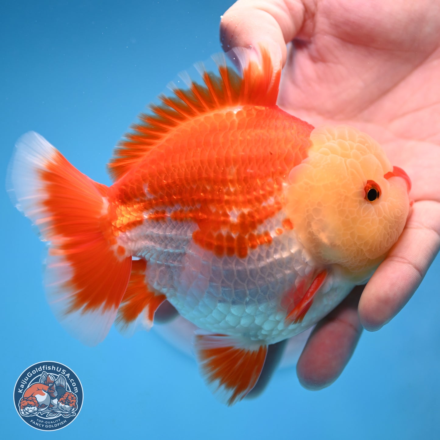 Jade Head Red White YuanBao Oranda 4 inches Body - Male (250207_OR29)