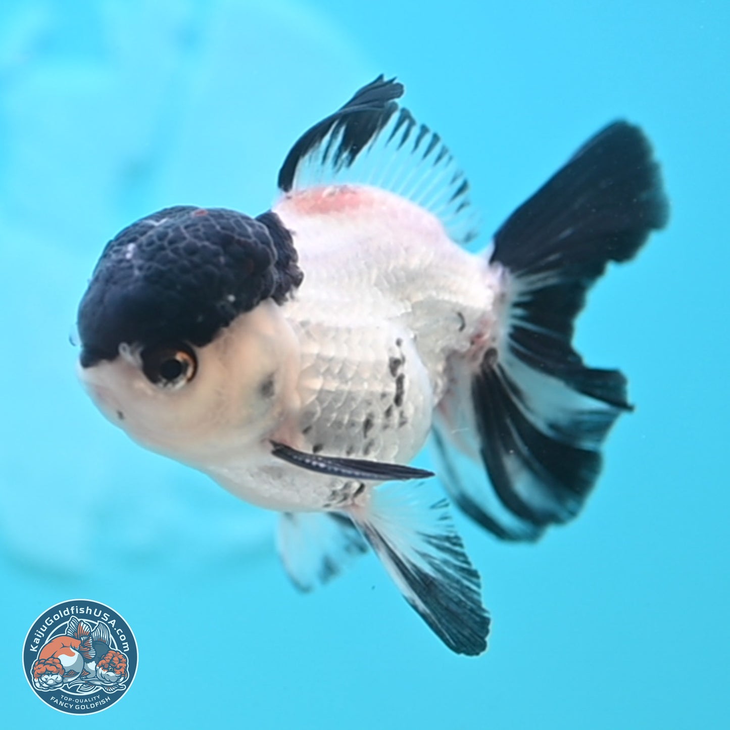 Black Cap Panda Oranda 2.5 inches Body (250131_OR29)