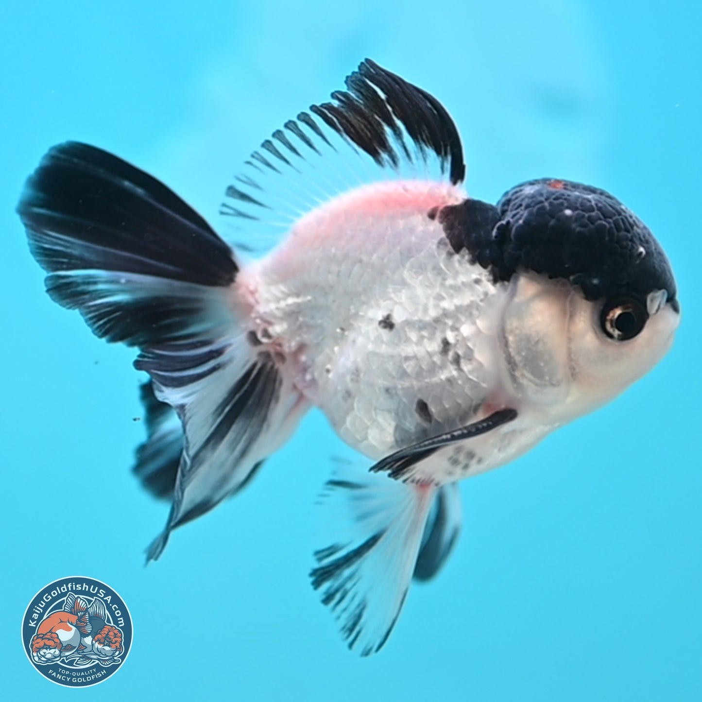 Black Cap Panda Oranda 2.5 inches Body (250131_OR29)