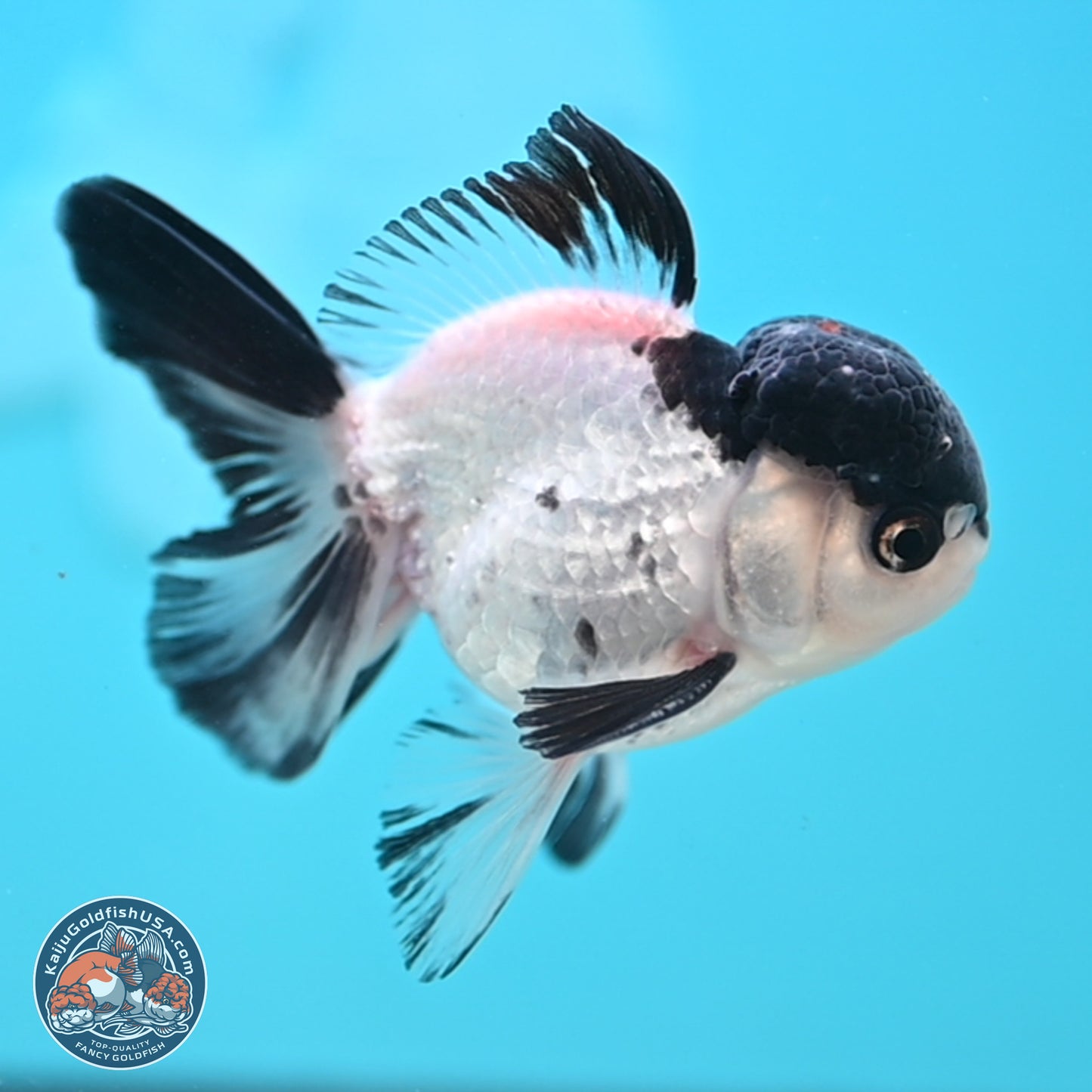 Black Cap Panda Oranda 2.5 inches Body (250131_OR29)