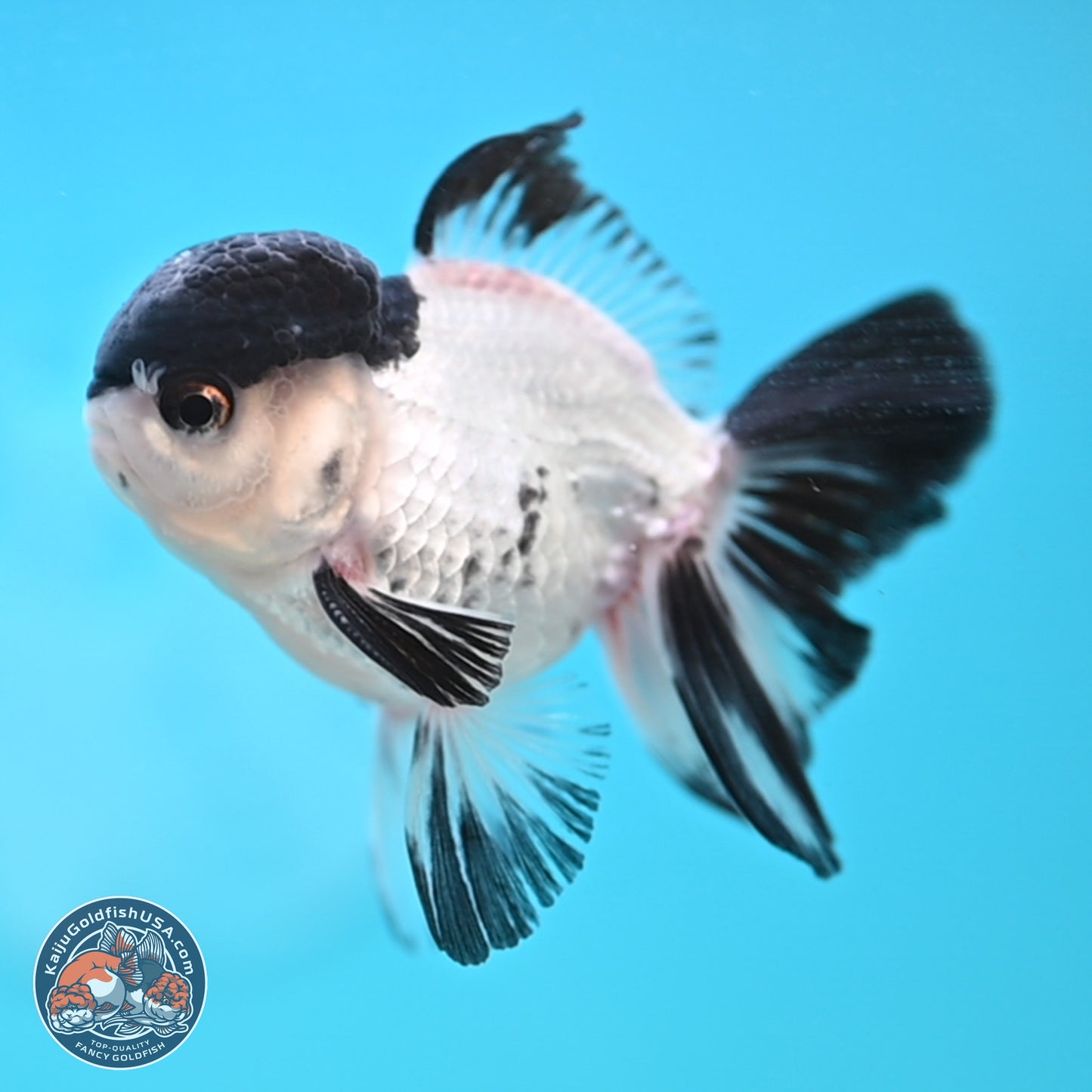 Black Cap Panda Oranda 2.5 inches Body (250131_OR29)