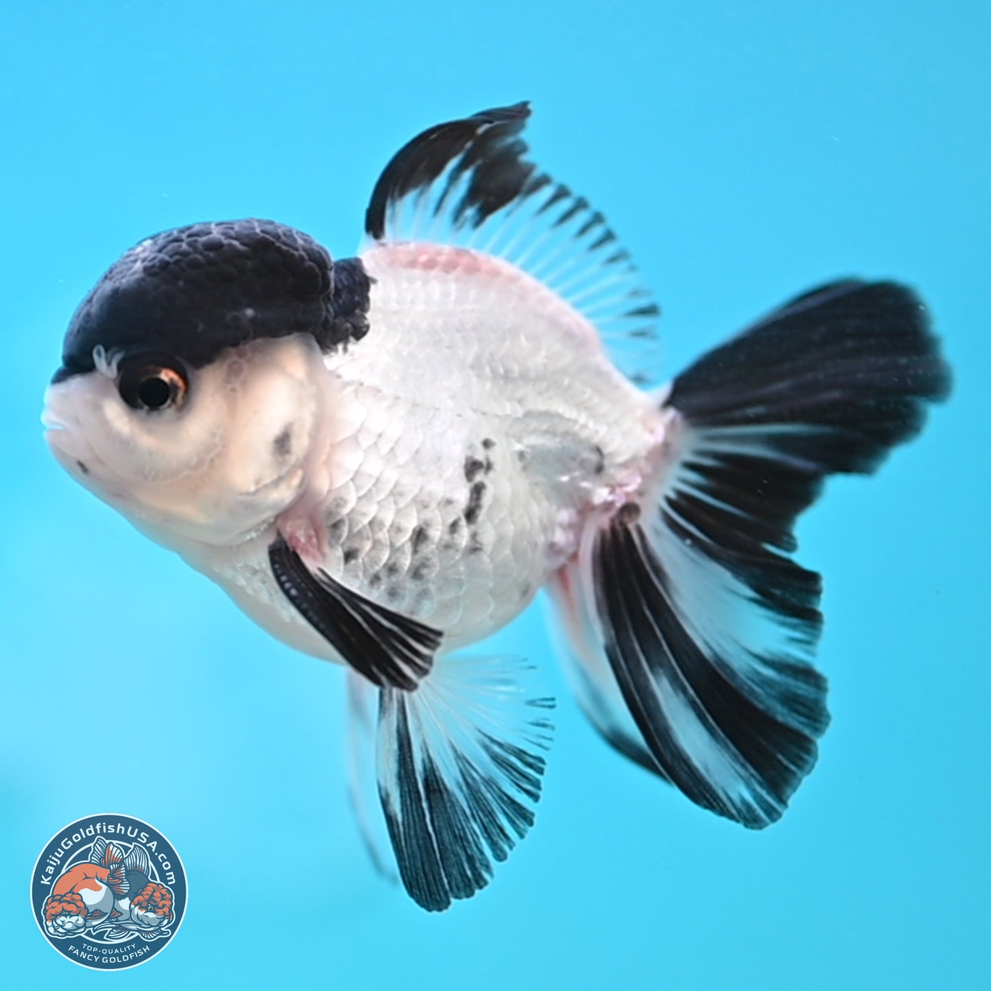 Black Cap Panda Oranda 2.5 inches Body (250131_OR29)